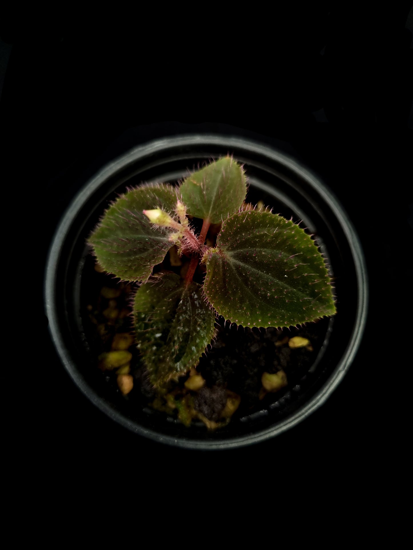 sarcopyramis sp miniature terrarium plant sale Singapore potted plant top view