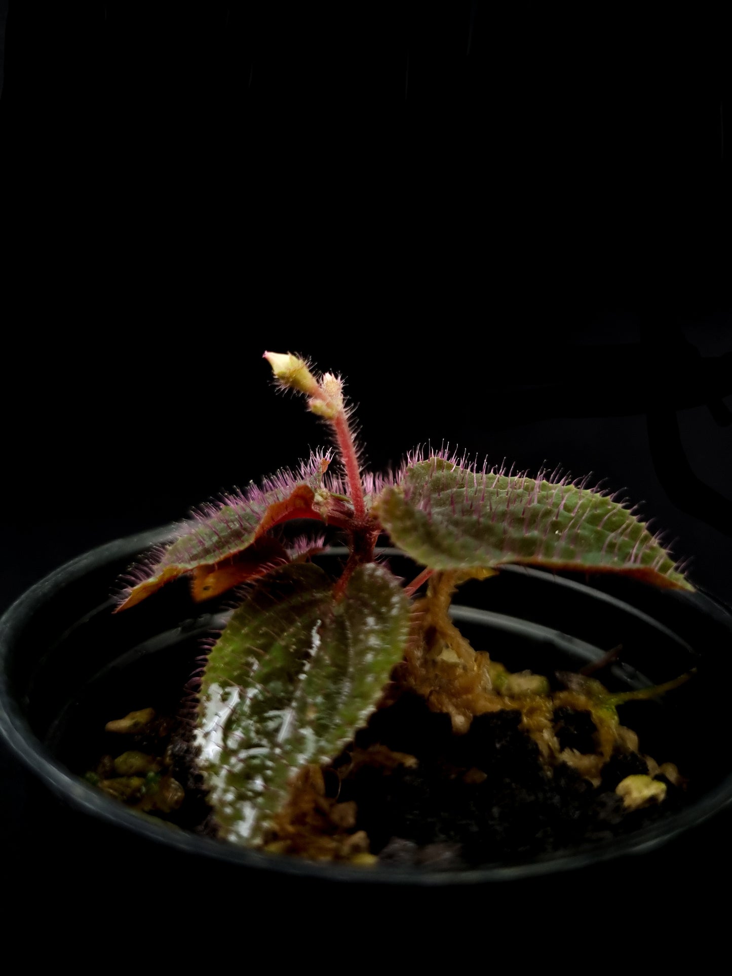 sarcopyramis sp miniature terrarium plant sale Singapore potted plant side view
