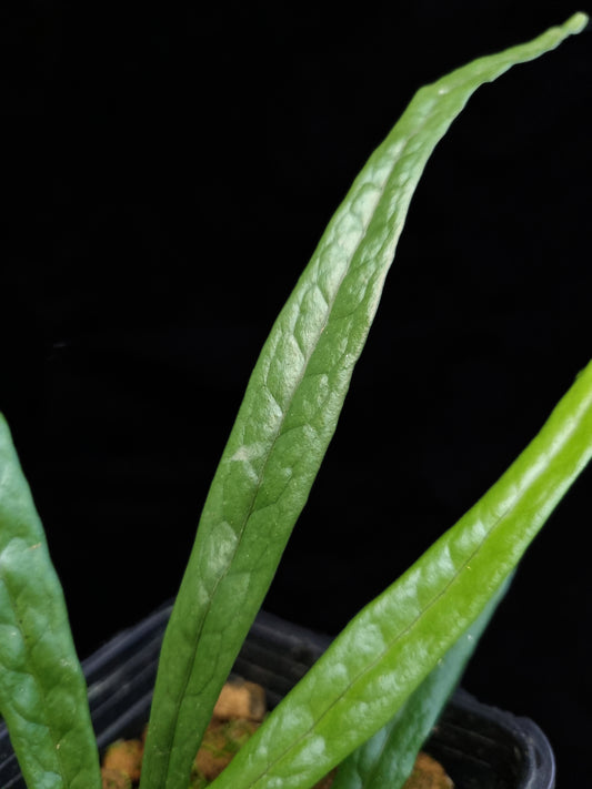 fern sp. Philippines sale Singapore potted plant indoor houseplant