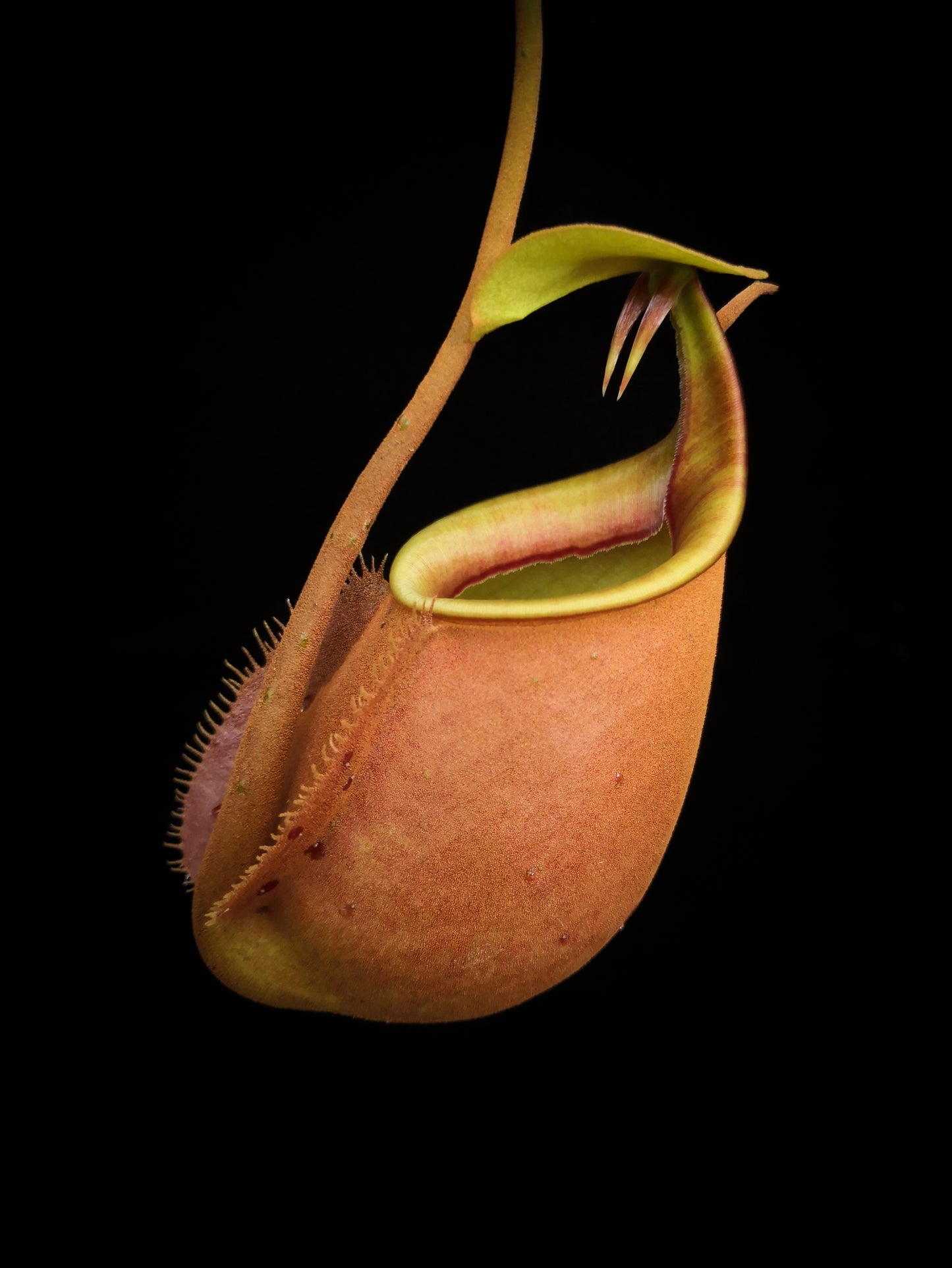 nepenthes bicalcarata seed-grown pitcher plants carnivorous plants sale Singapore potted plants
