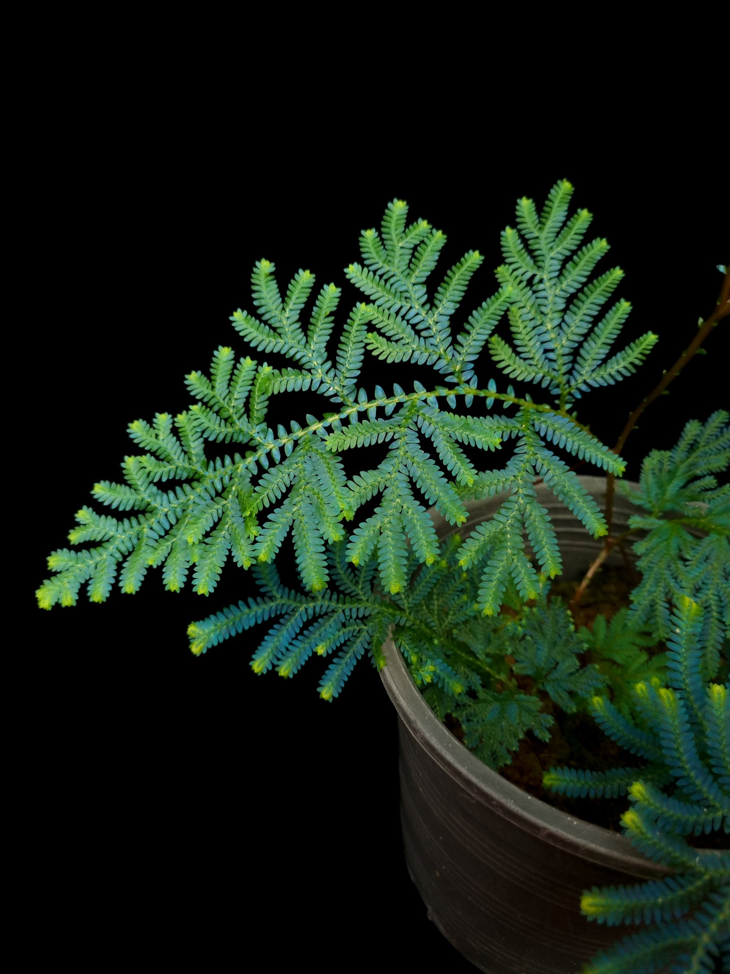 Selaginella willdenowii blue peacock fern sale Singapore potted plant frond detail