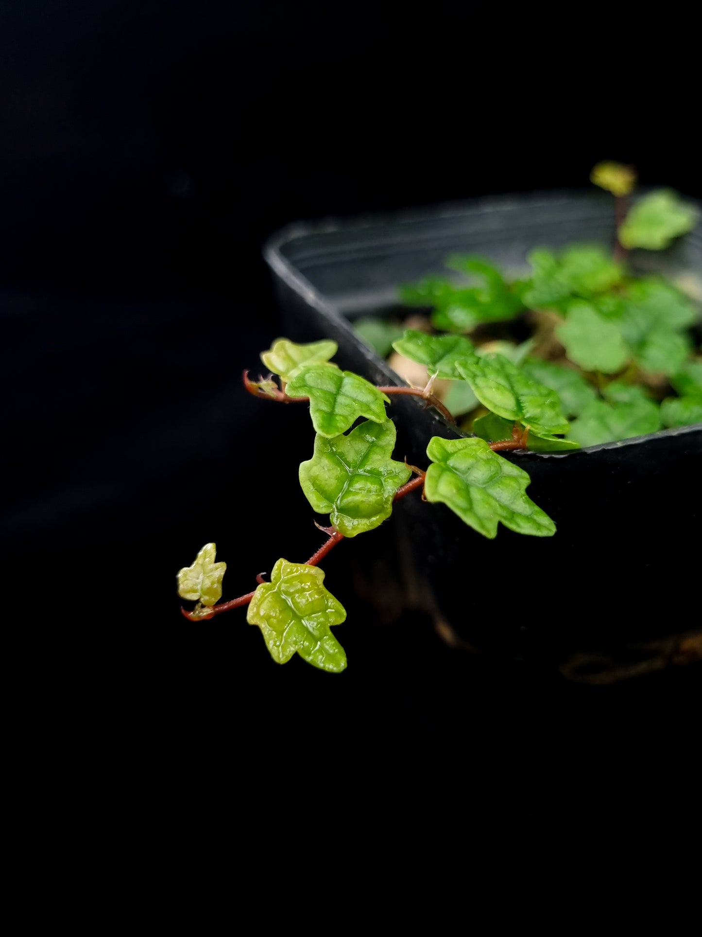 Ficus thunbergii pumila quercifolia sale Singapore terrarium plants leaf detail