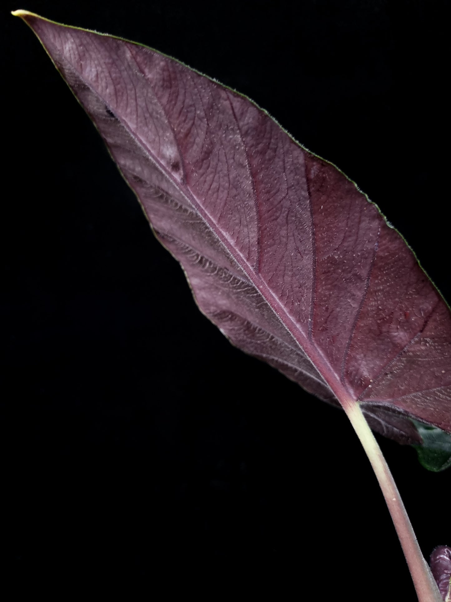 Alocasia antoro velvet chienlii potted plant for sale Singapore leaf underside
