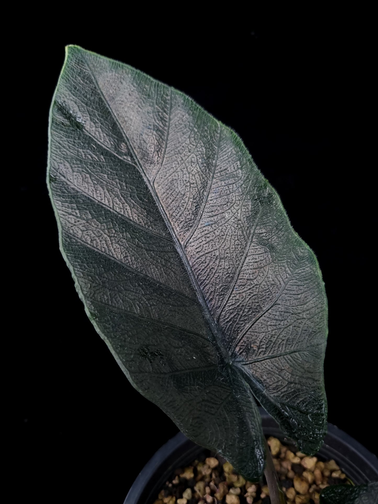 Alocasia antoro velvet chienlii potted plant for sale Singapore leaf detail