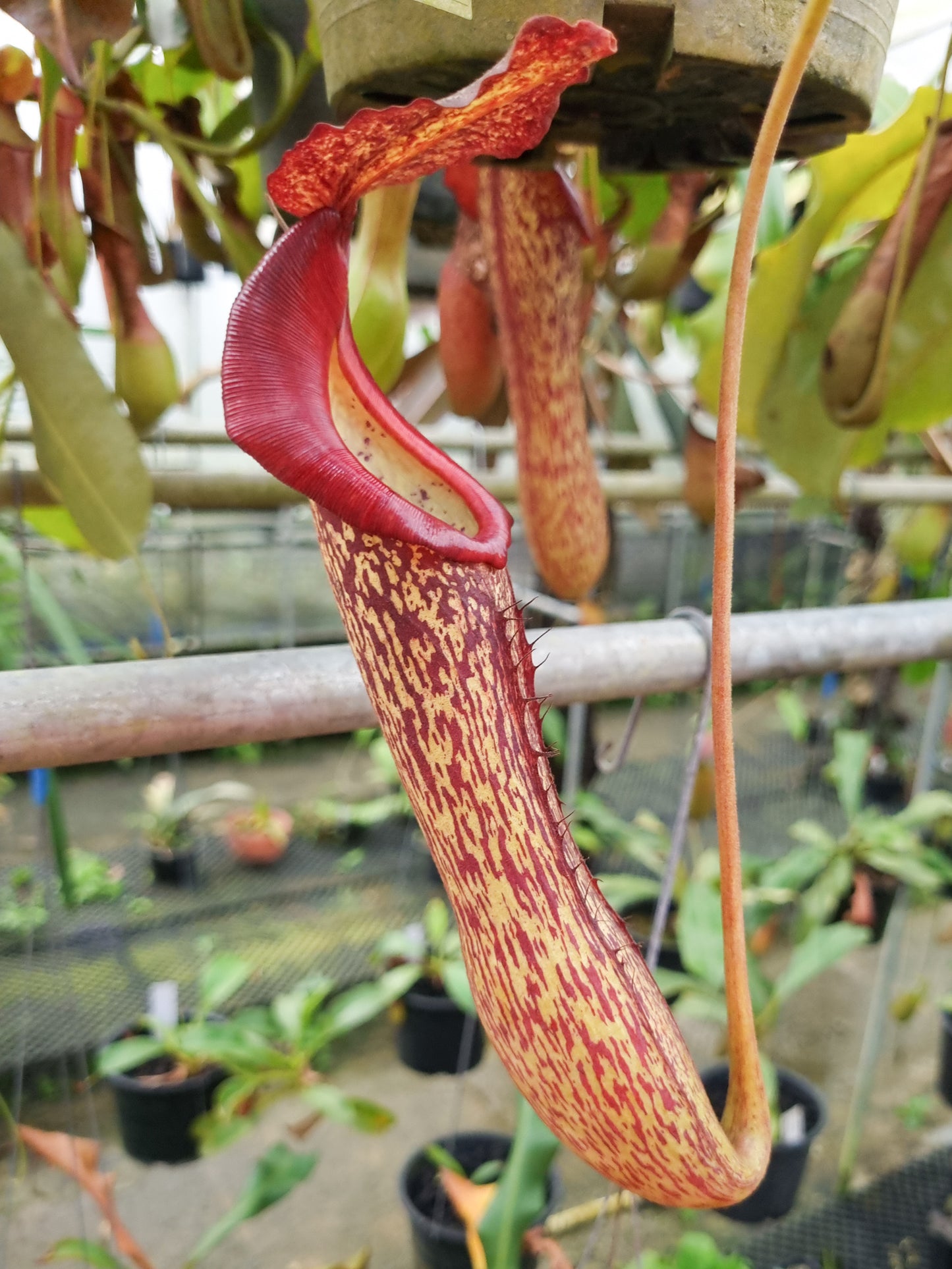 nepenthes pitcher plant hybrid maxima x boschiana sale singapore potted plant