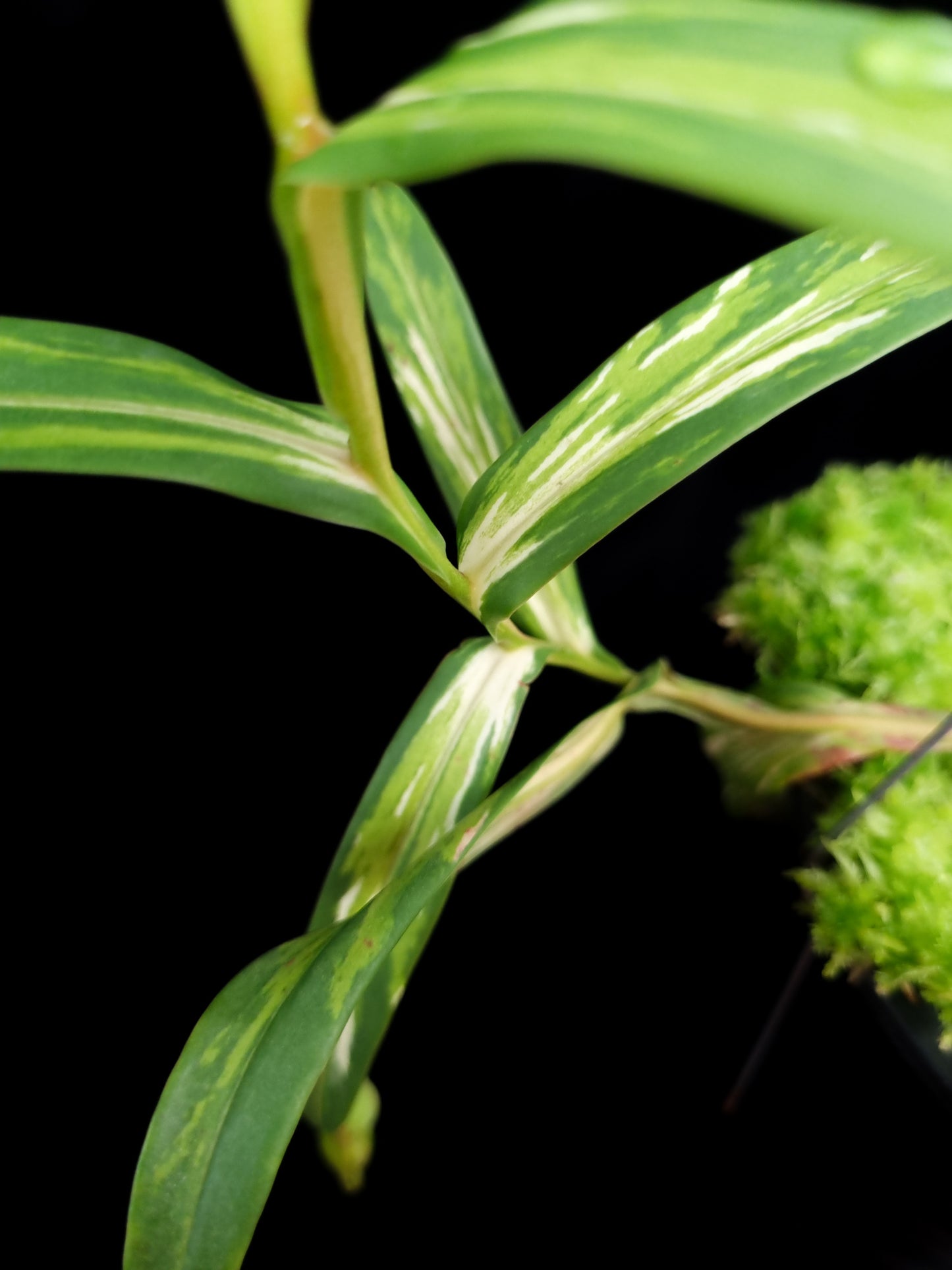 Nepenthes gracilis variegated pitcher plant sale Singapore leaf detail
