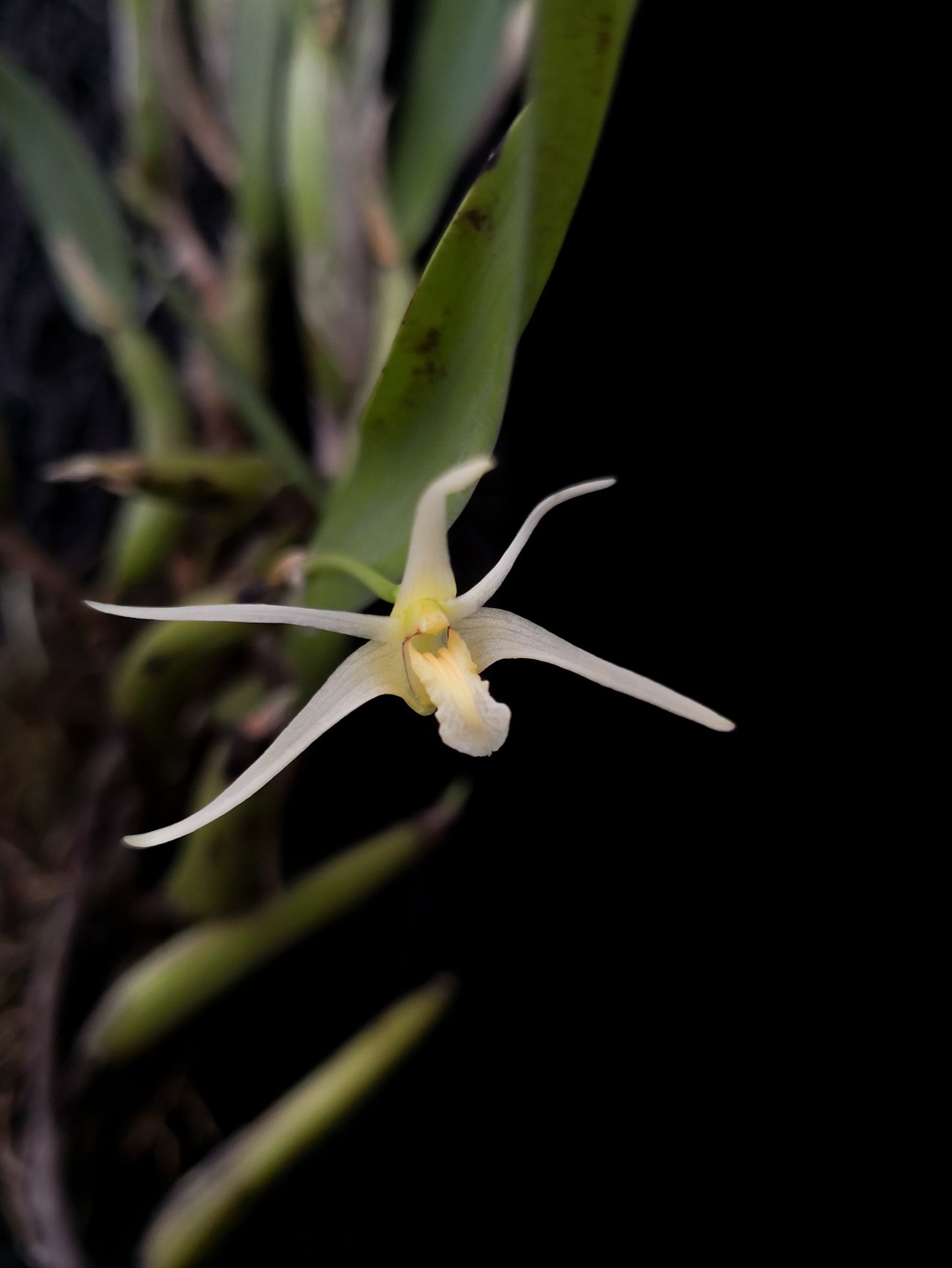 Diplocaulobium sp. uncommon orchid species sale Singapore