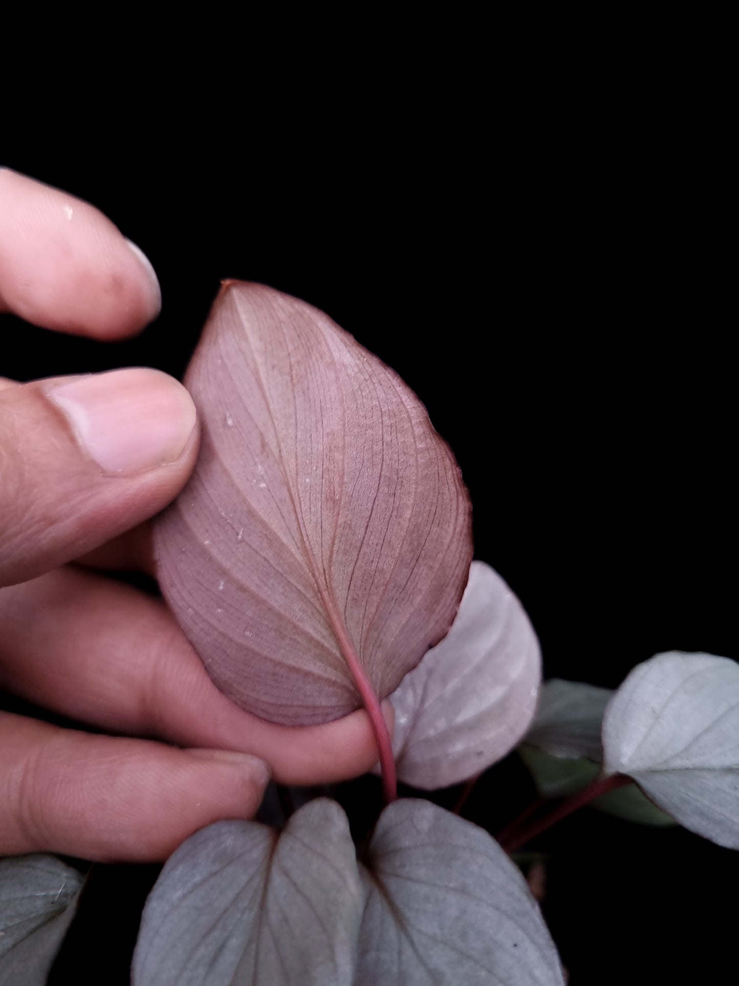 homalomena humilis silver stardust singapore leaf detail