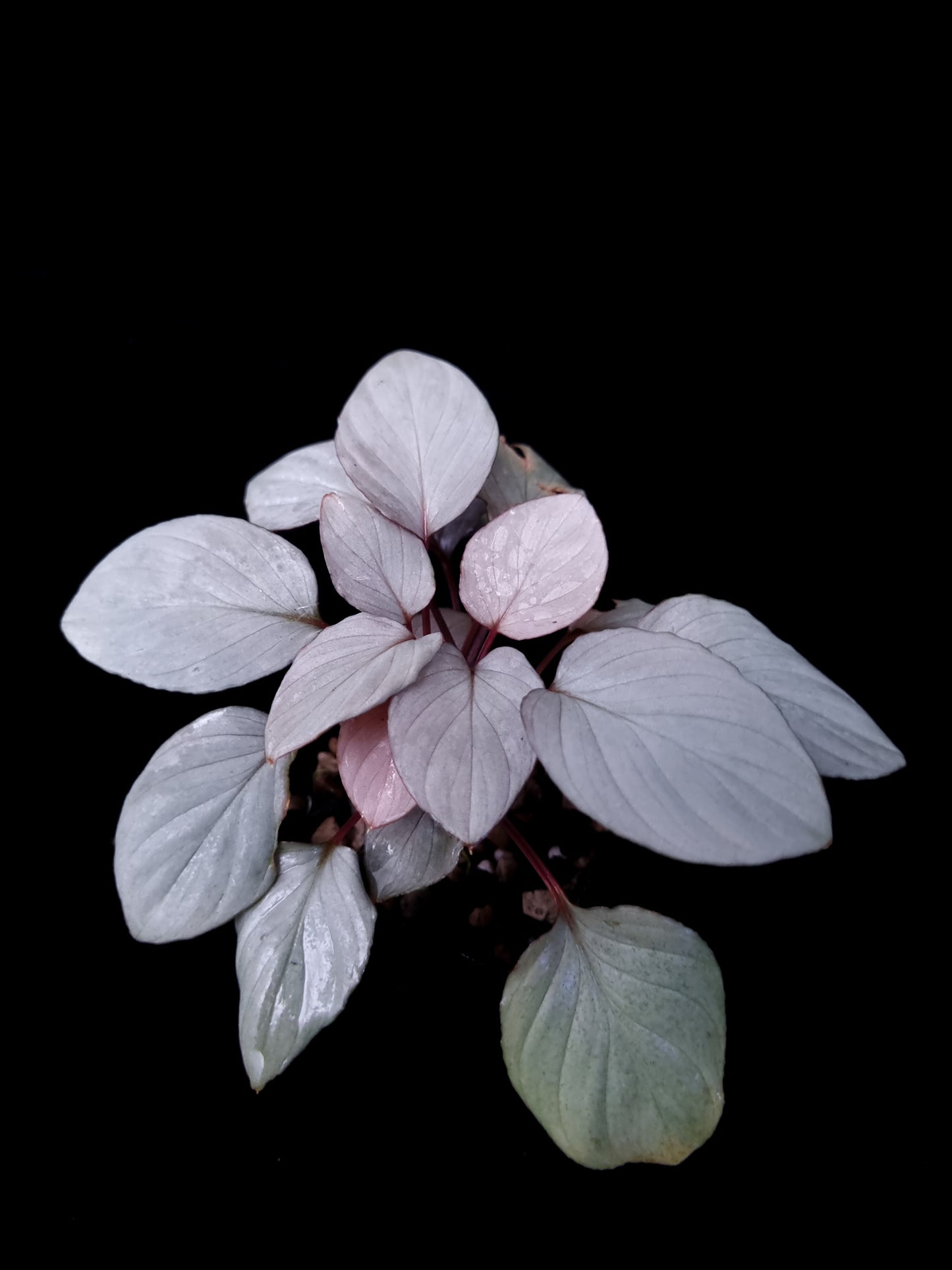 homalomena humilis silver stardust singapore plant top view