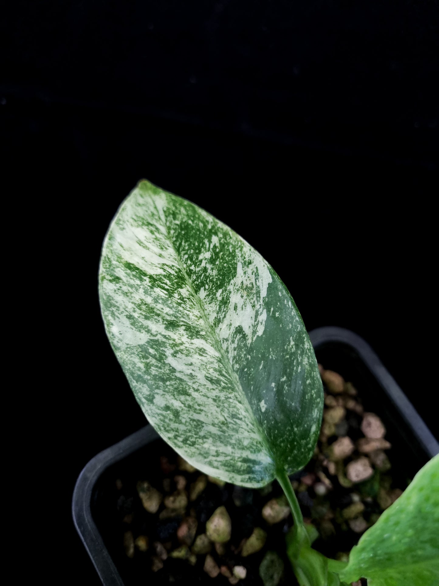 variegated Schismatoglottis sp. potted plant sale Singapore leaf detail