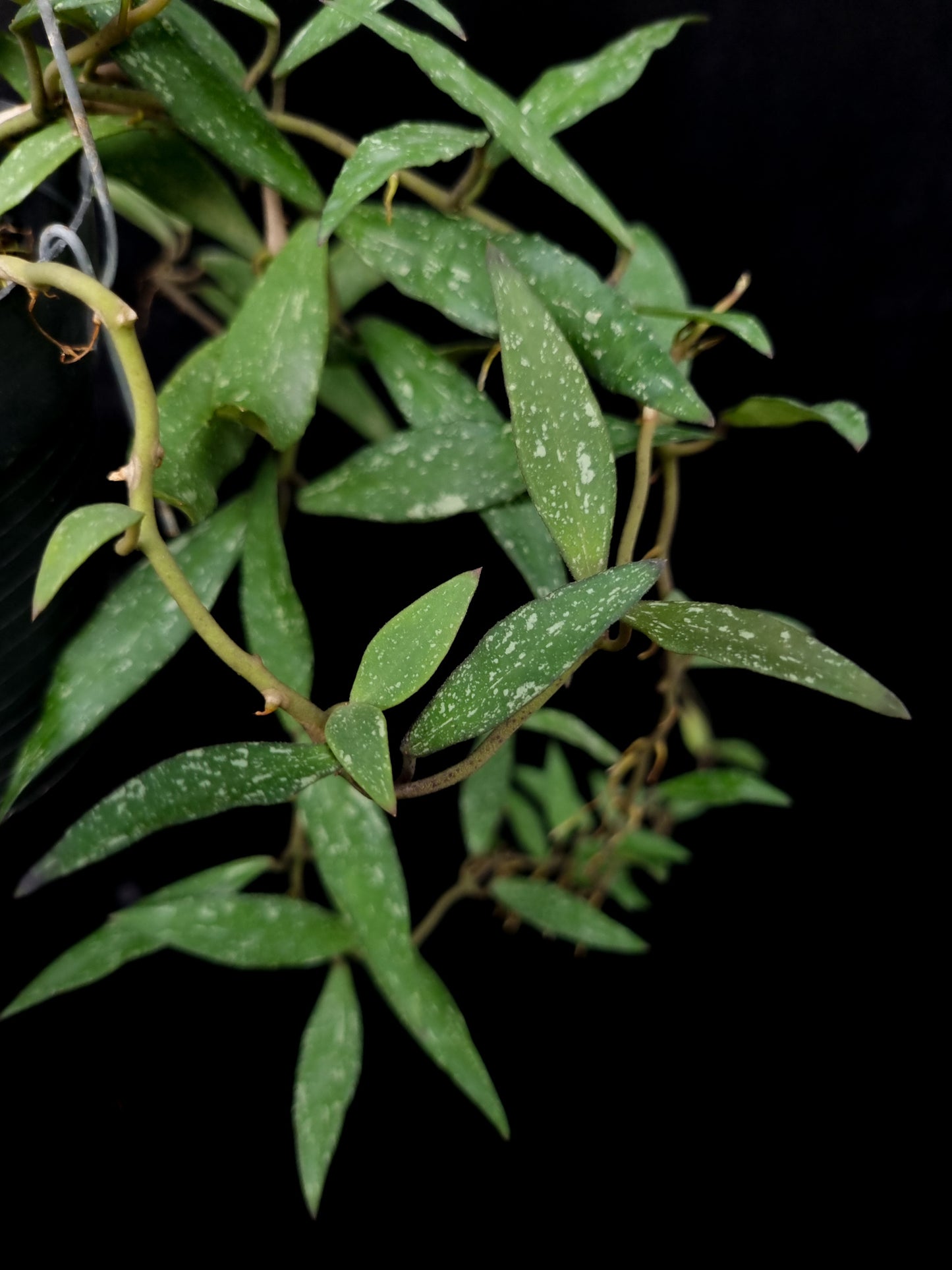 Hoya mirabilis "Splash"