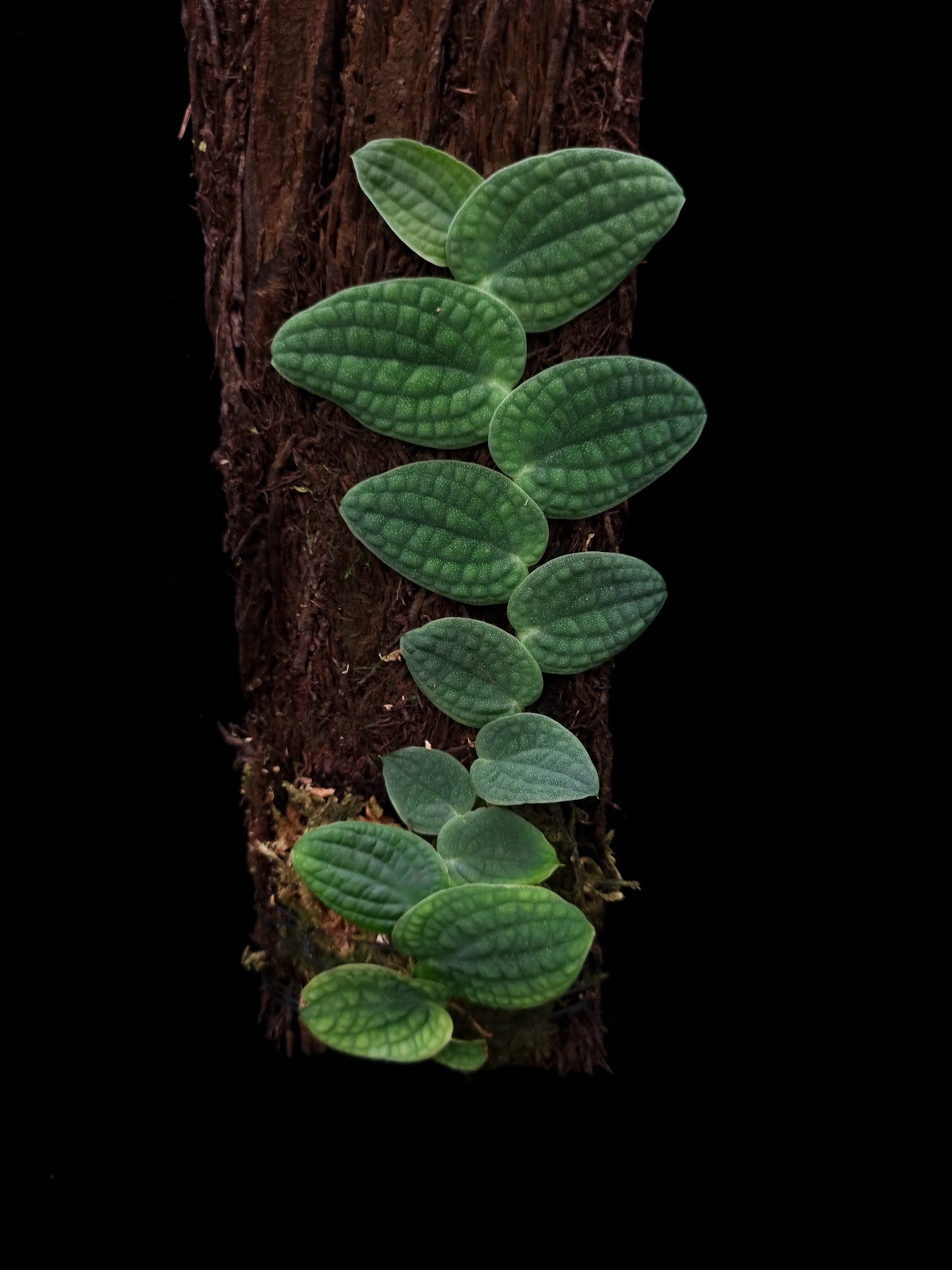 Rhaphidophora tenuis silver sale Singapore front view