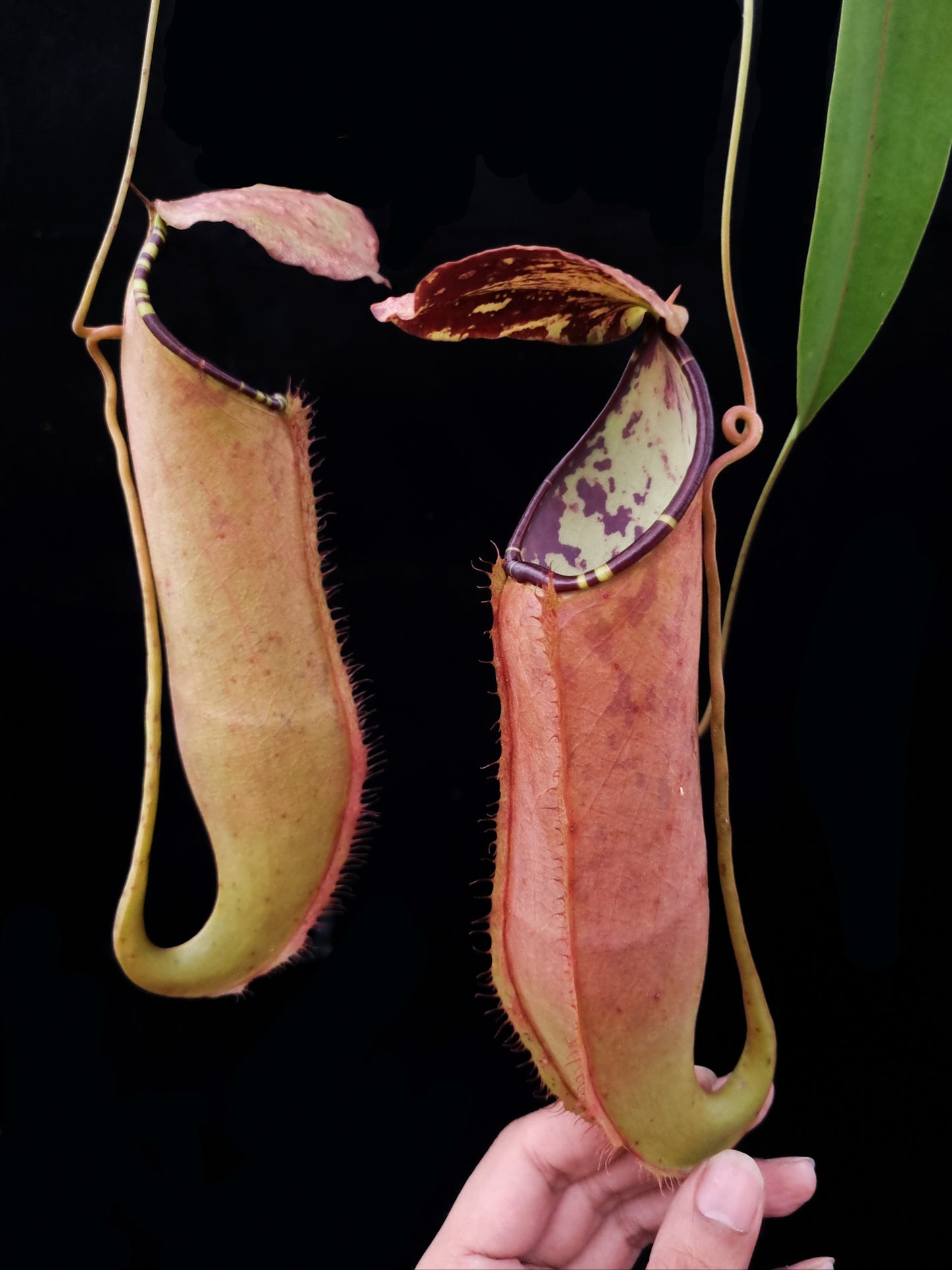 Nepenthes (gracilis x sumatrana) pitcher plant sale Singapore potted plant