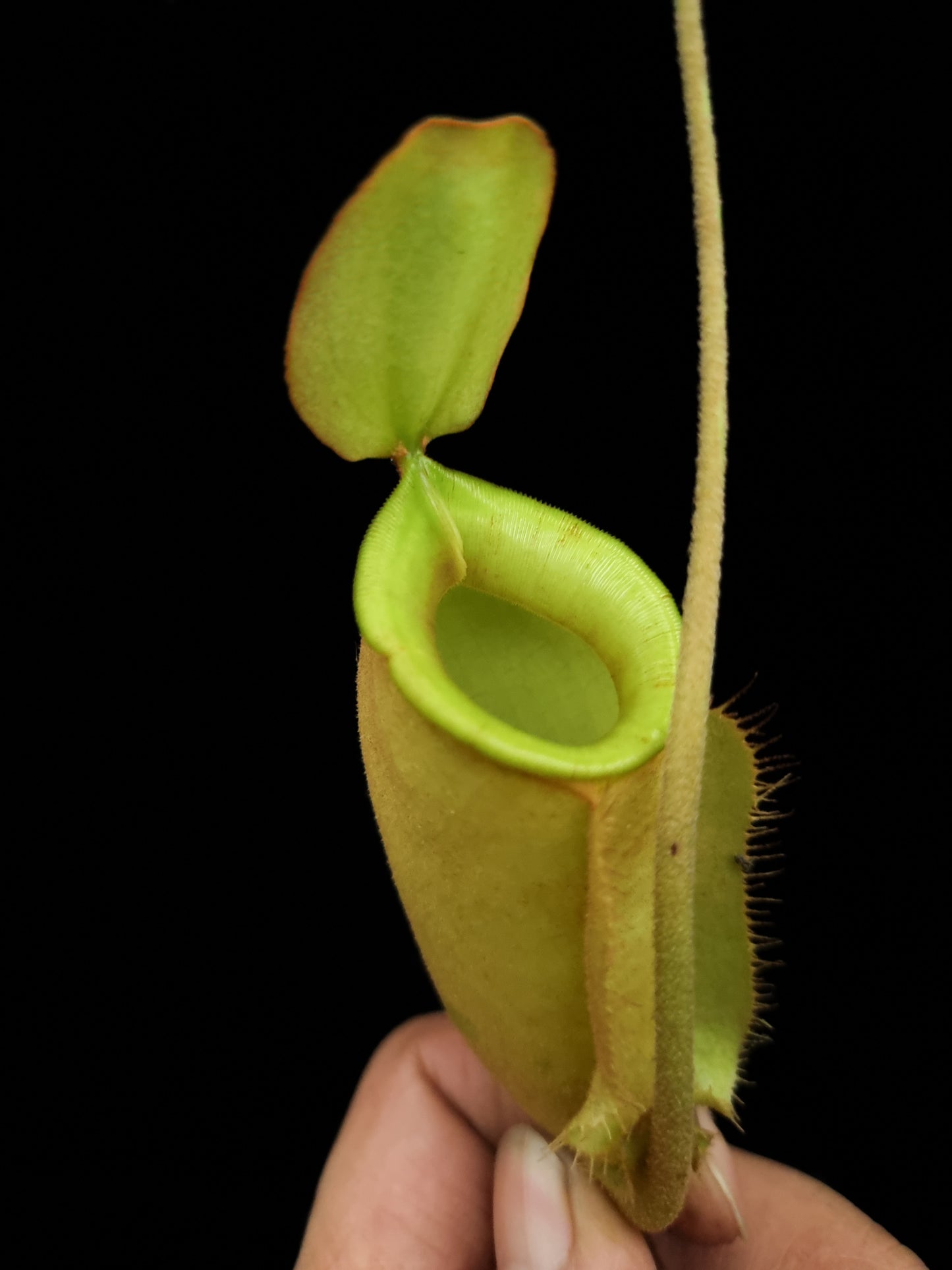 Nepenthes x hookeriana pitcher plant sale Singapore potted plant carnivorous plant top view