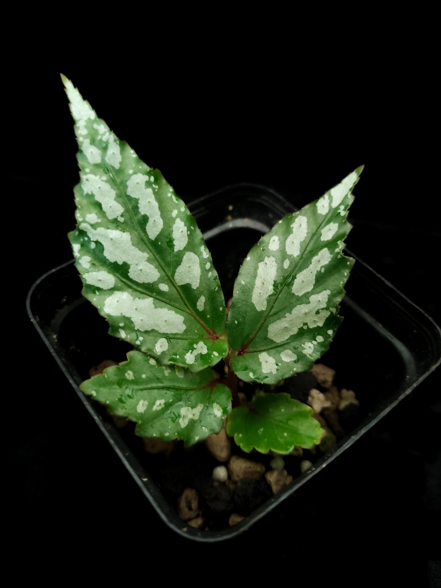 Begonia sp. Bengkayang sale Singapore potted plant top view