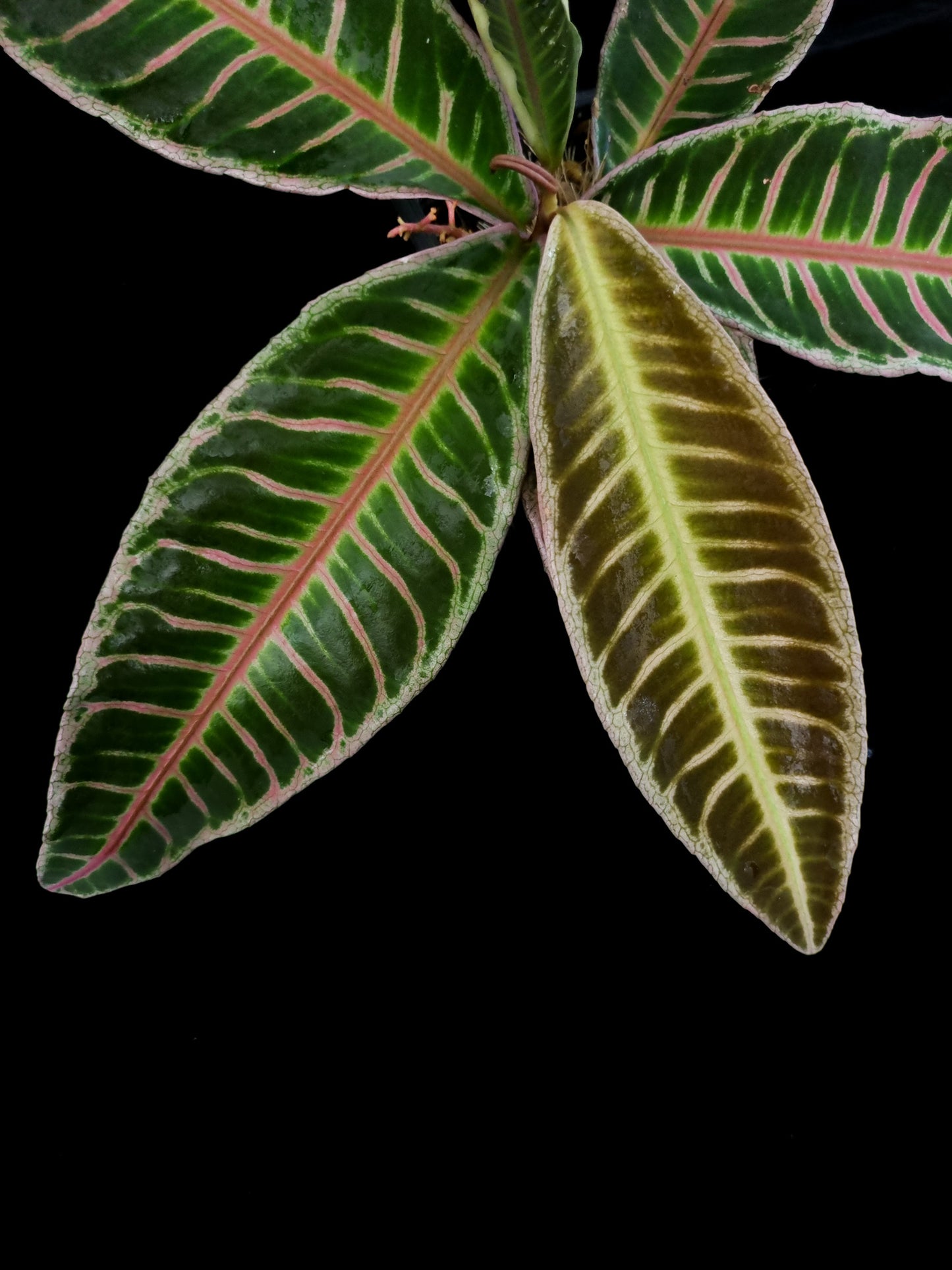 Ardisa Labisia Emblemantha sale Singapore potted plant leaf detail