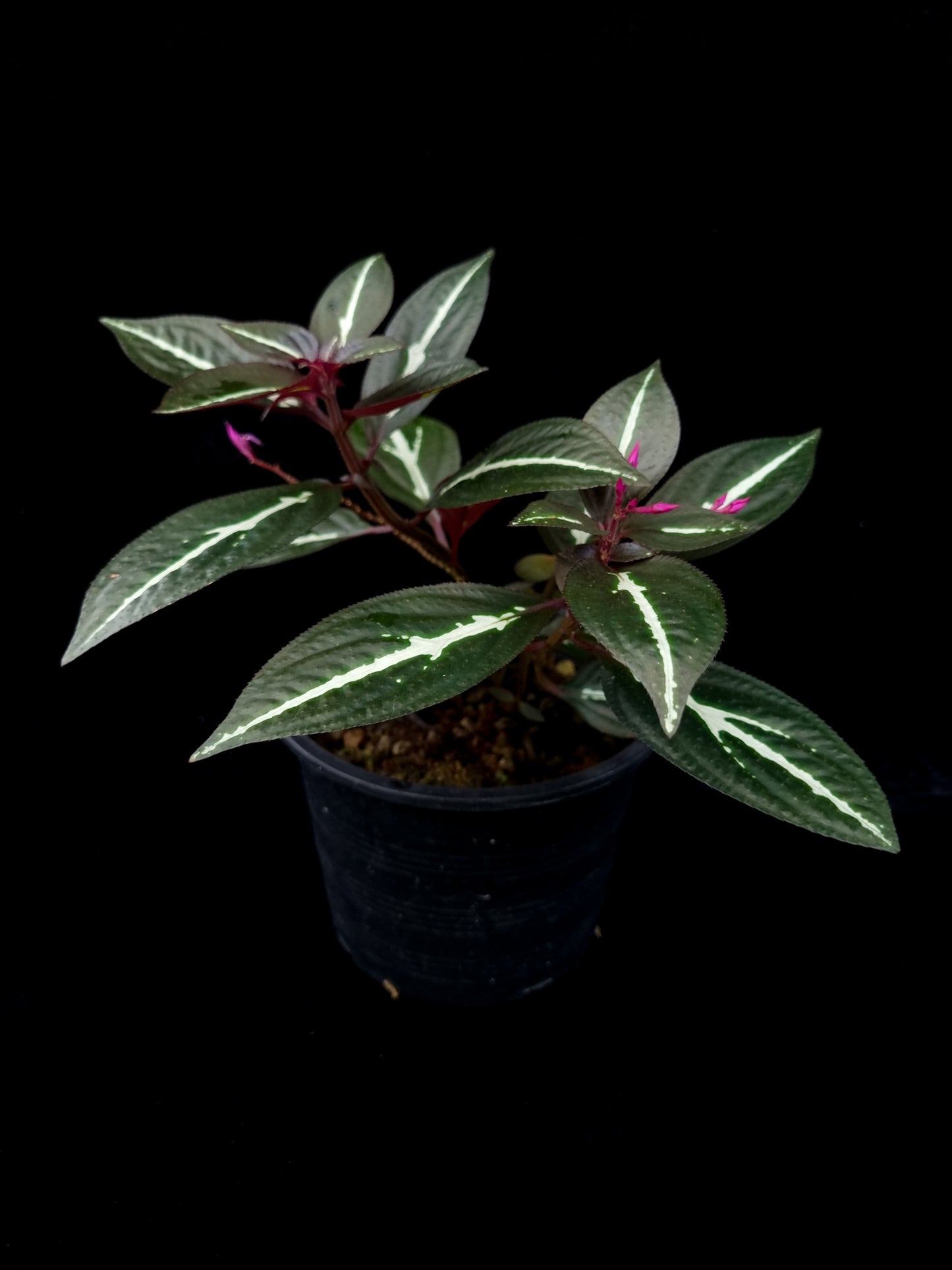 Sonerila sp. jungle plant sale Singapore side view