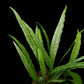 Microsorum pteropus "Needle" java fern sale Singapore front view