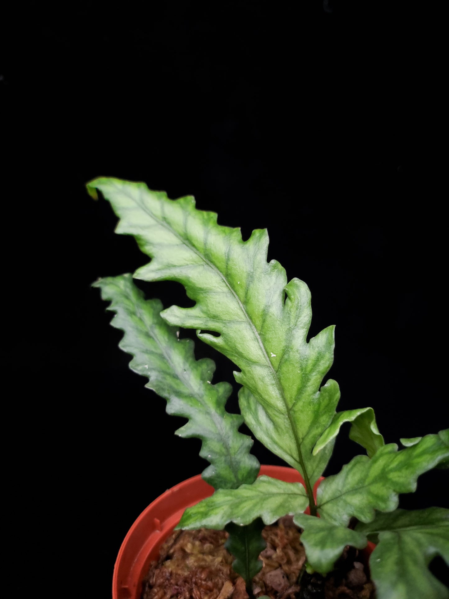 fern moss liverwort terrarium plants sale Singapore frond detail