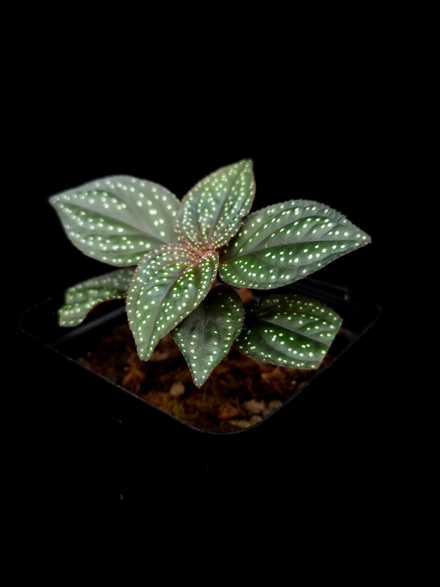 Sonerila sp. jungle plant sale Singapore side view