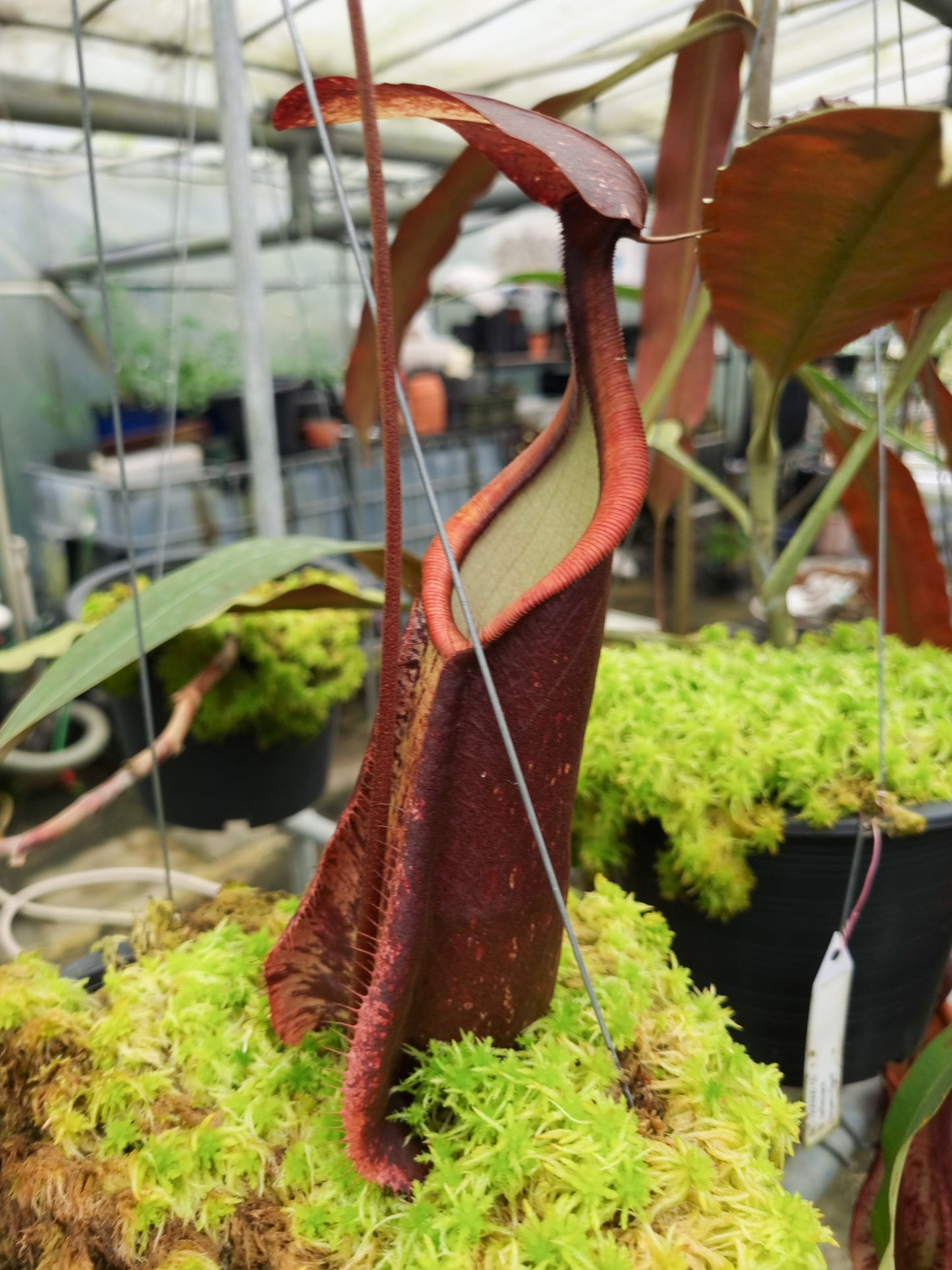 Nepenthes rafflesiana pitcher plant carnivorous plants sale Singapore side view