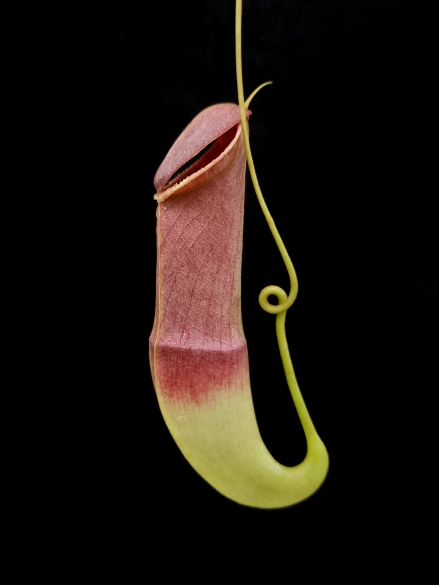 Nepenthes mirabilis echinostoma pitcher plant carnivorous plants sale Singapore side view