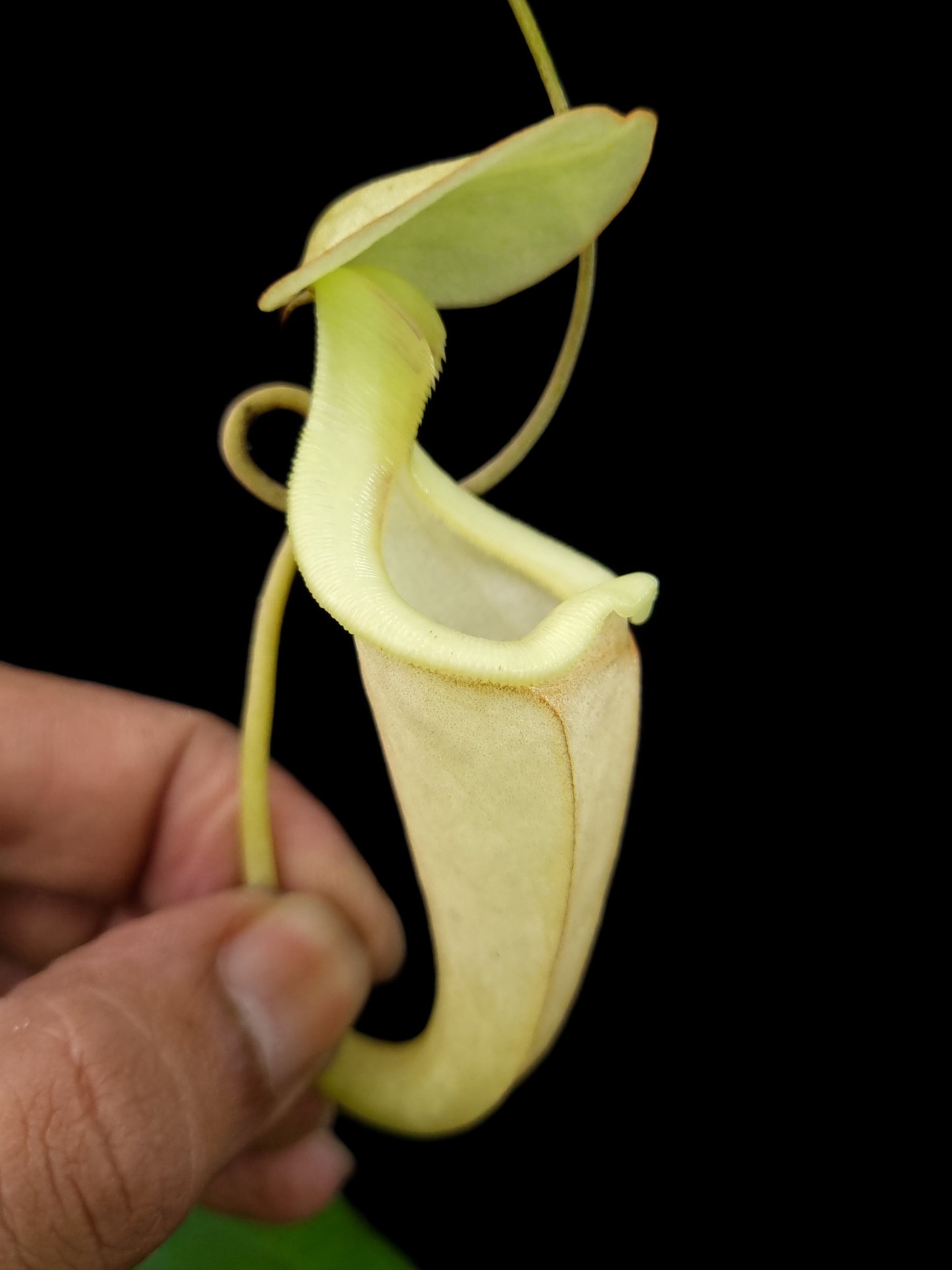 Nepenthes rafflesiana var. minor pitcher plant carnivorous plants sale Singapore front view
