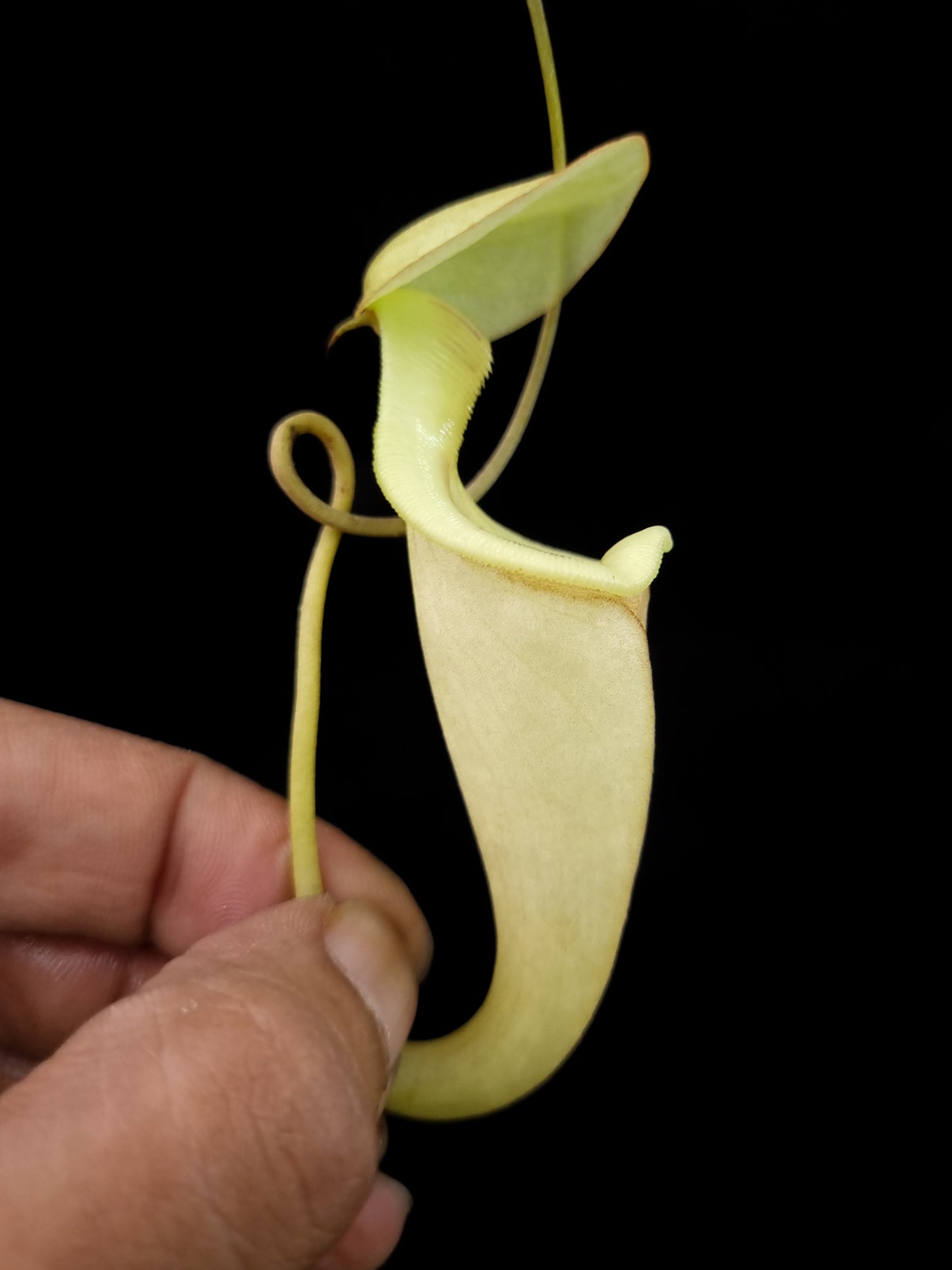 Nepenthes rafflesiana var. minor pitcher plant carnivorous plants sale Singapore side view