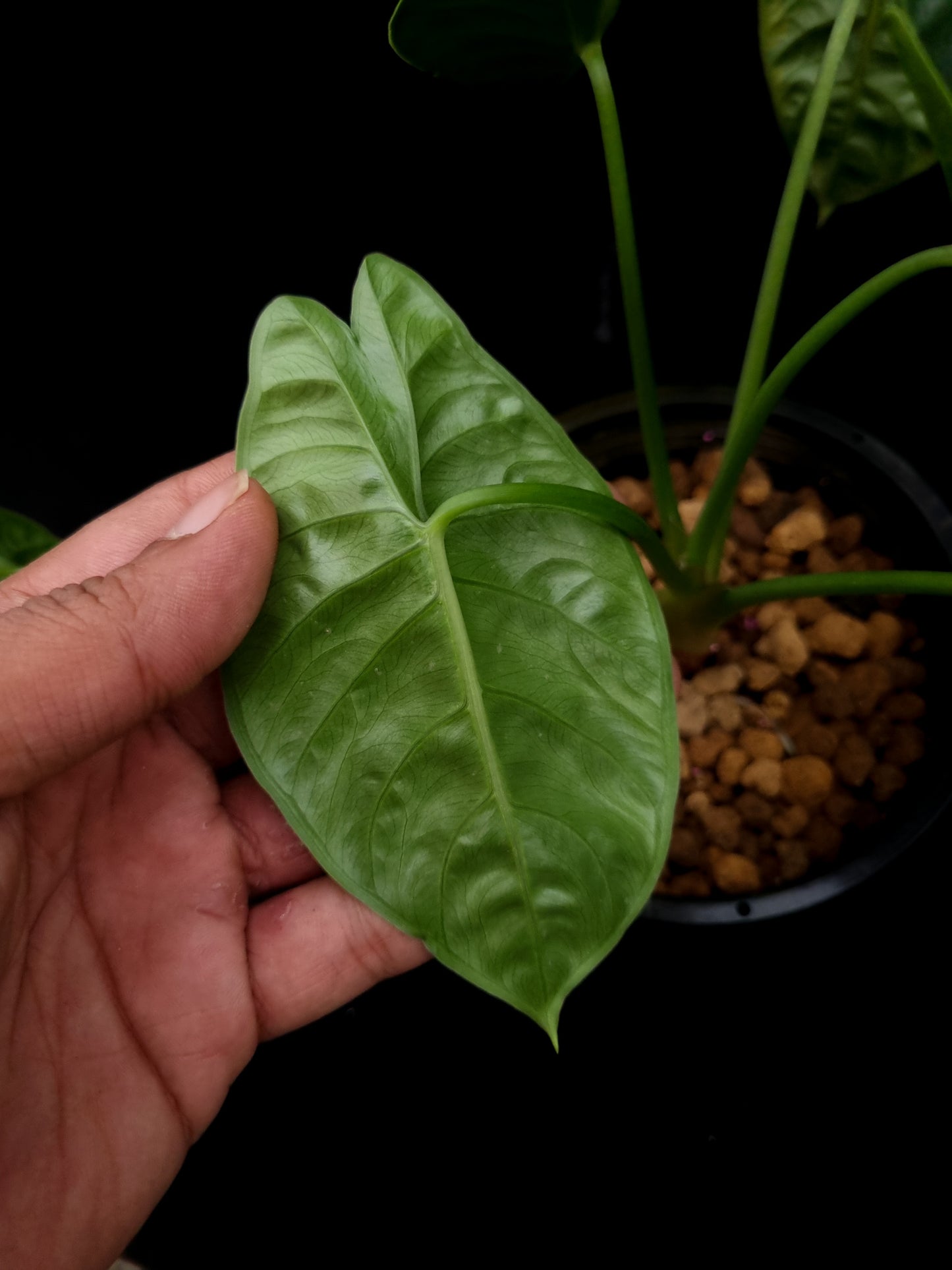 alocasia puncakborneensis sale Singapore potted plant elephant ear