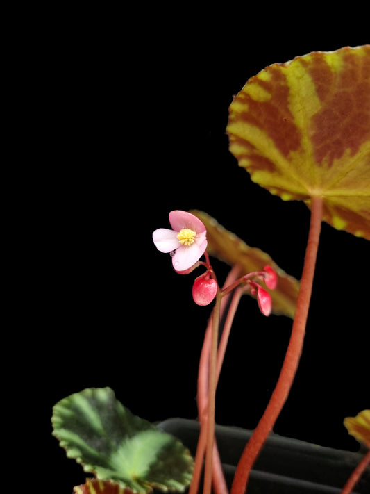 begonia cleopatrae sale Singapore potted plant