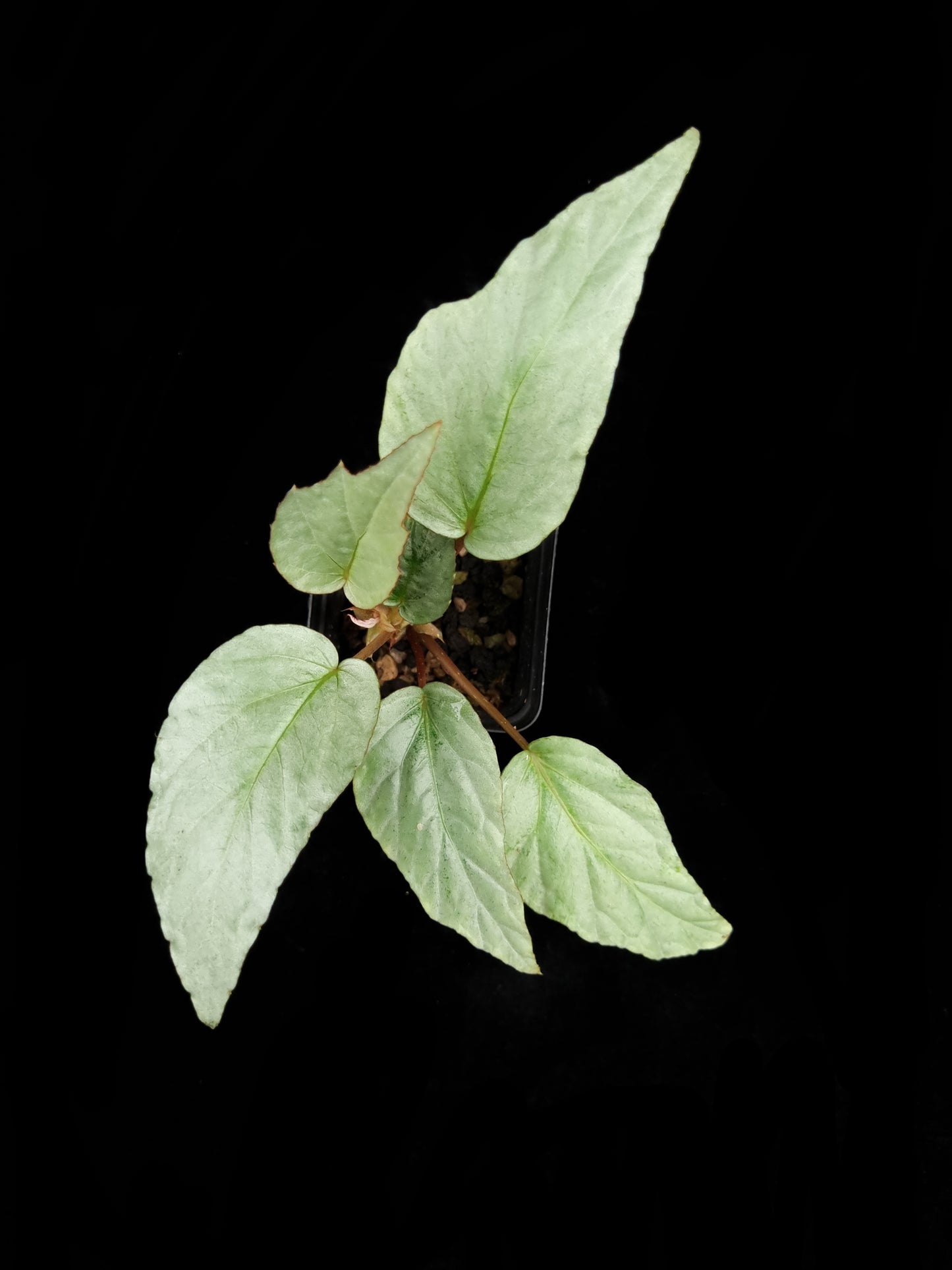 Begonia hatacoa silver sale Singapore potted plant top view