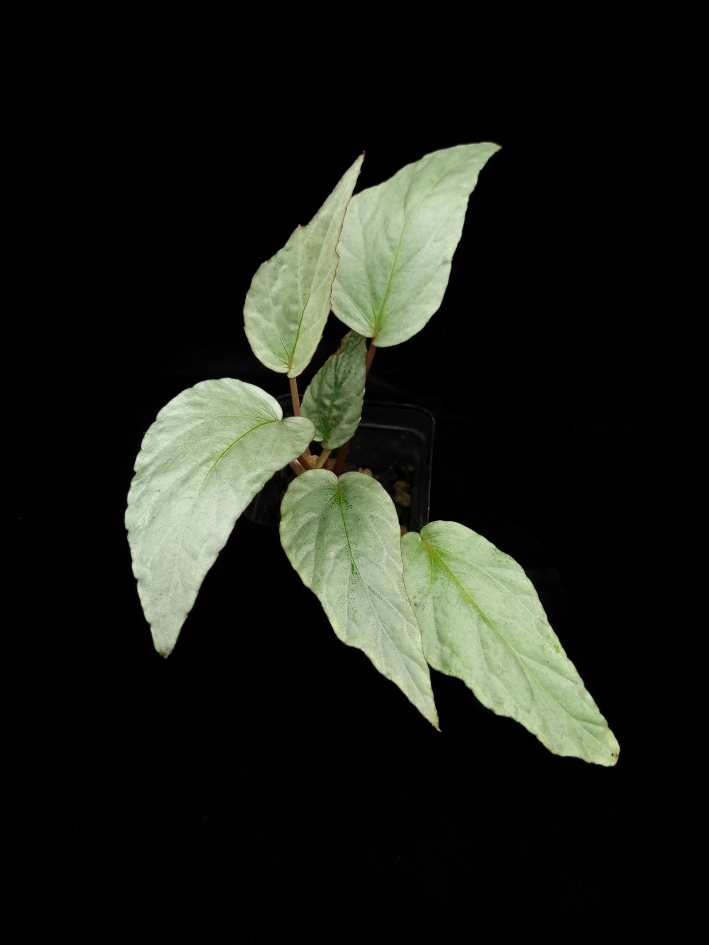 Begonia hatacoa silver sale Singapore potted plant side view