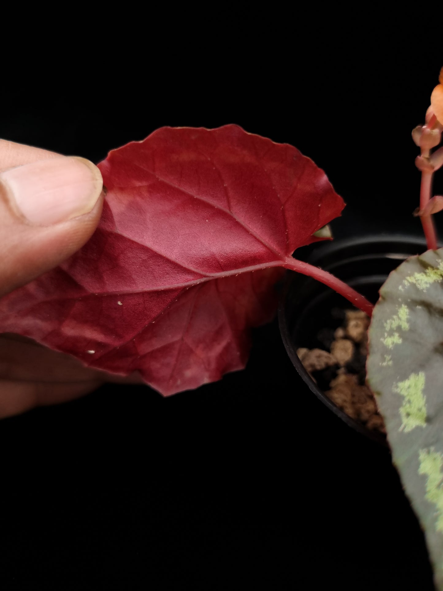 Begonia ignita potted plant sale Singapore leaf abaxial