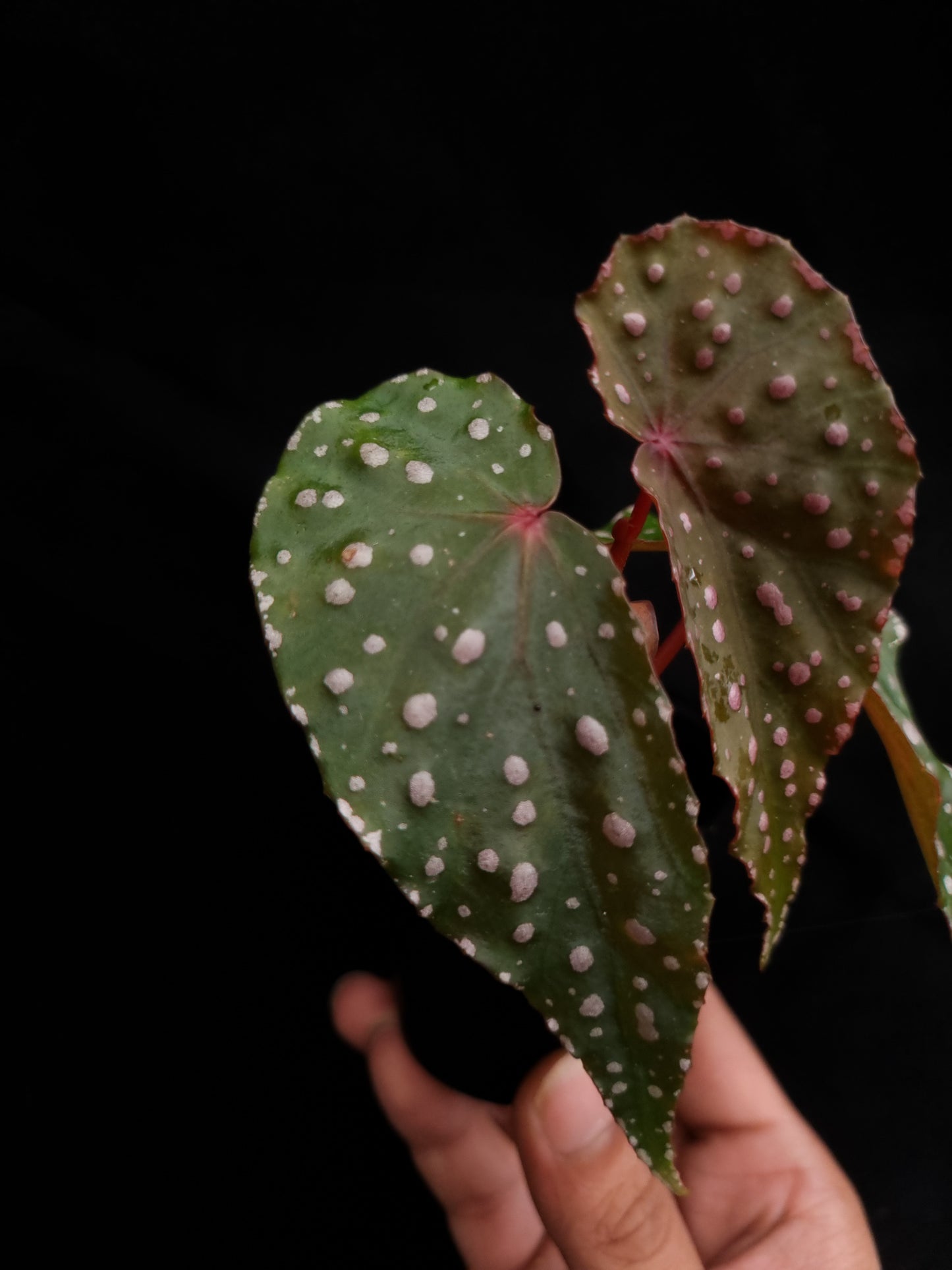 begonia malachosticta sale Singapore potted plant