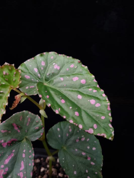 pink begonia negrosensis sale Singapore potted plants terrarium paludarium