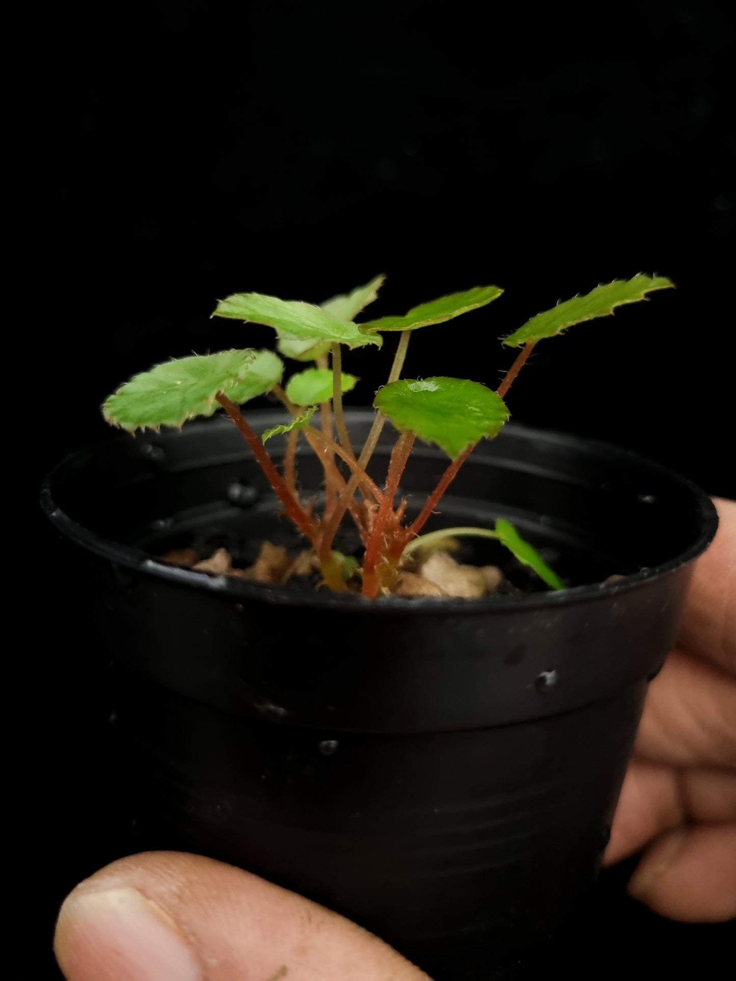 Begonia vankerckhovenii potted plant sale Singapore side view
