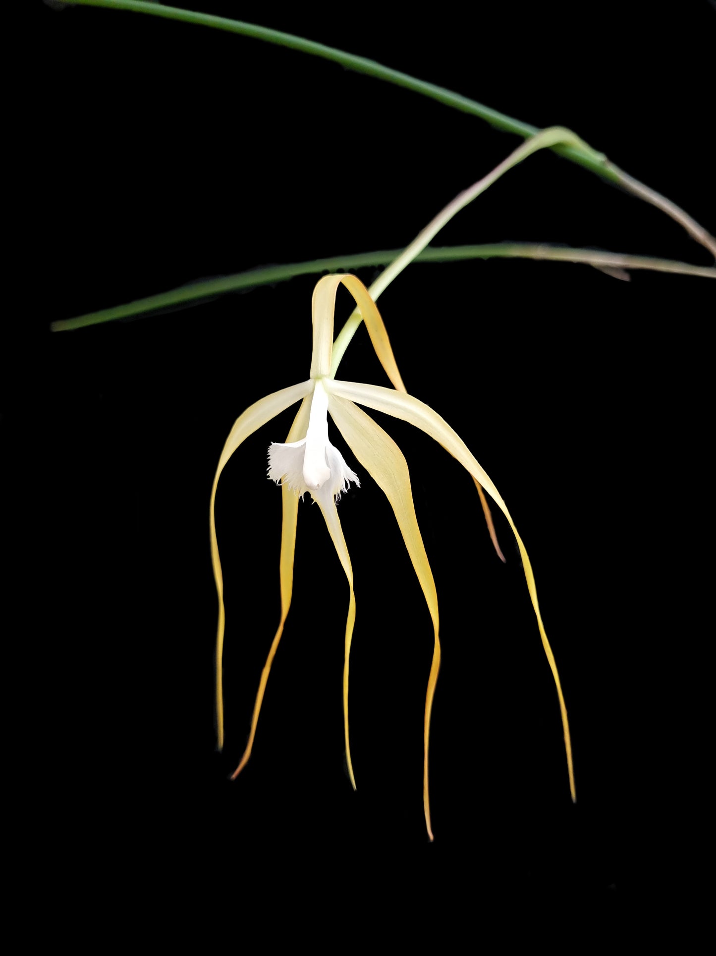 brassavola cucullata orchid sale Singapore potted plant