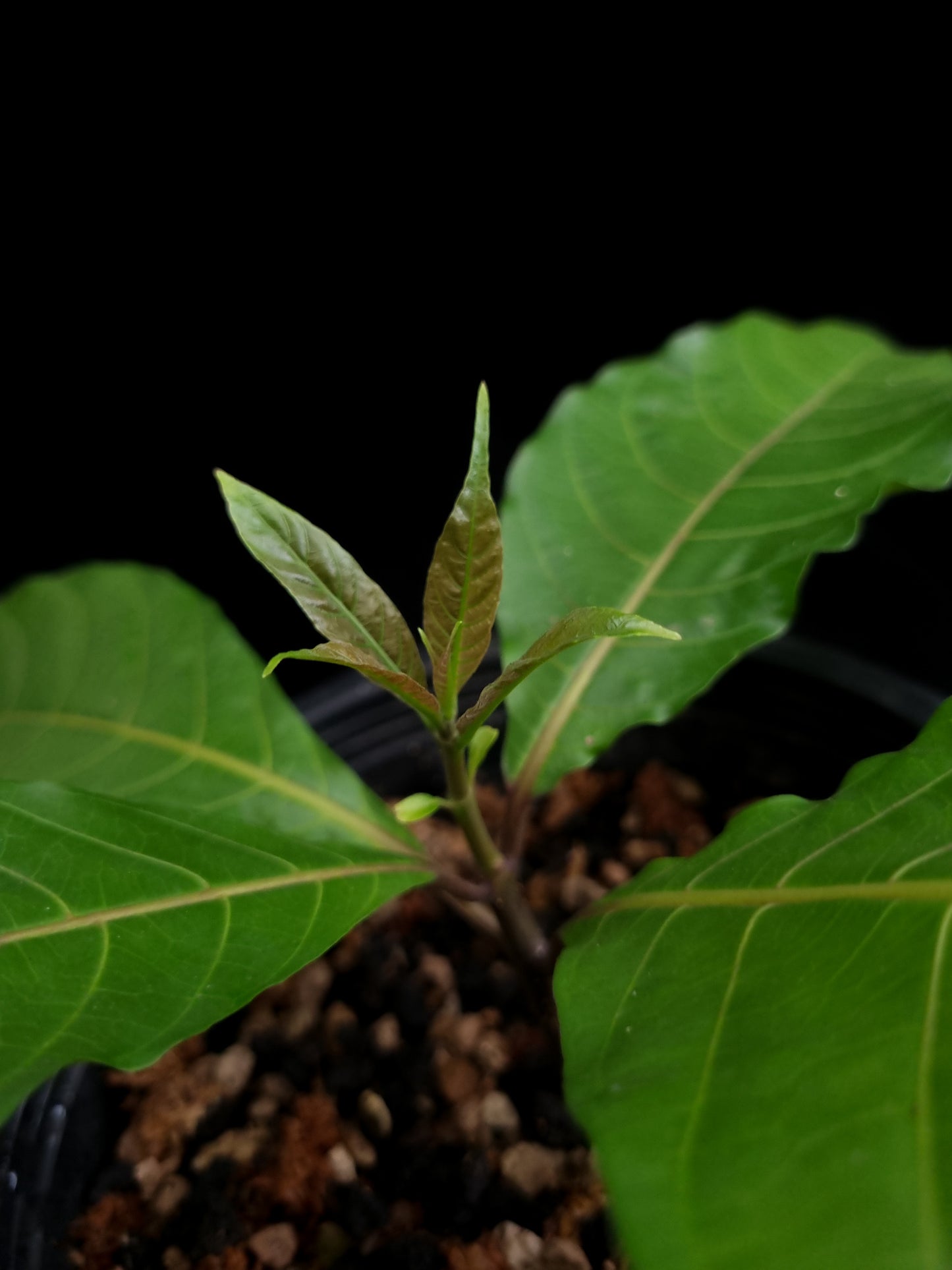 calycacanthus magnusianus rare flowering shrub from Papua sale Singapore potted plant