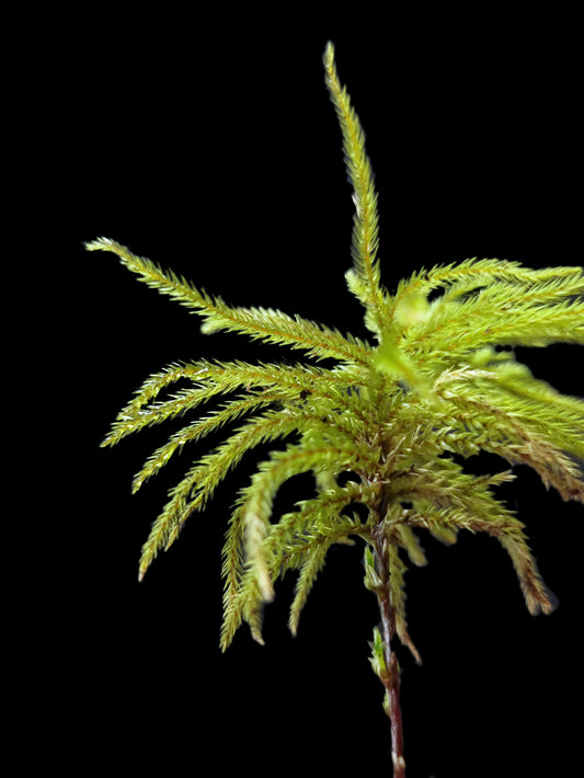 climacium japonicum tree moss terrarium palludarium sale Singapore potted plant