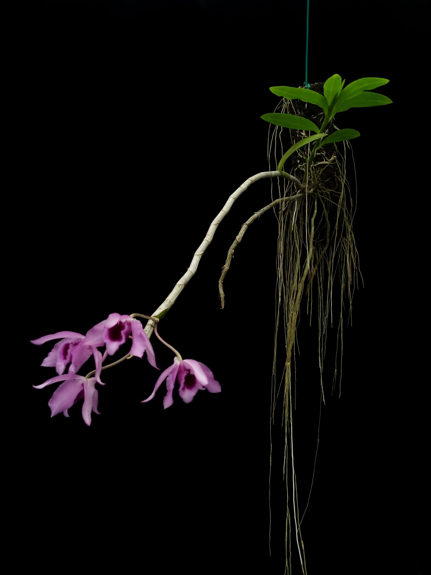 dendrobium anosmum fragrant orchid sale Singapore potted plant