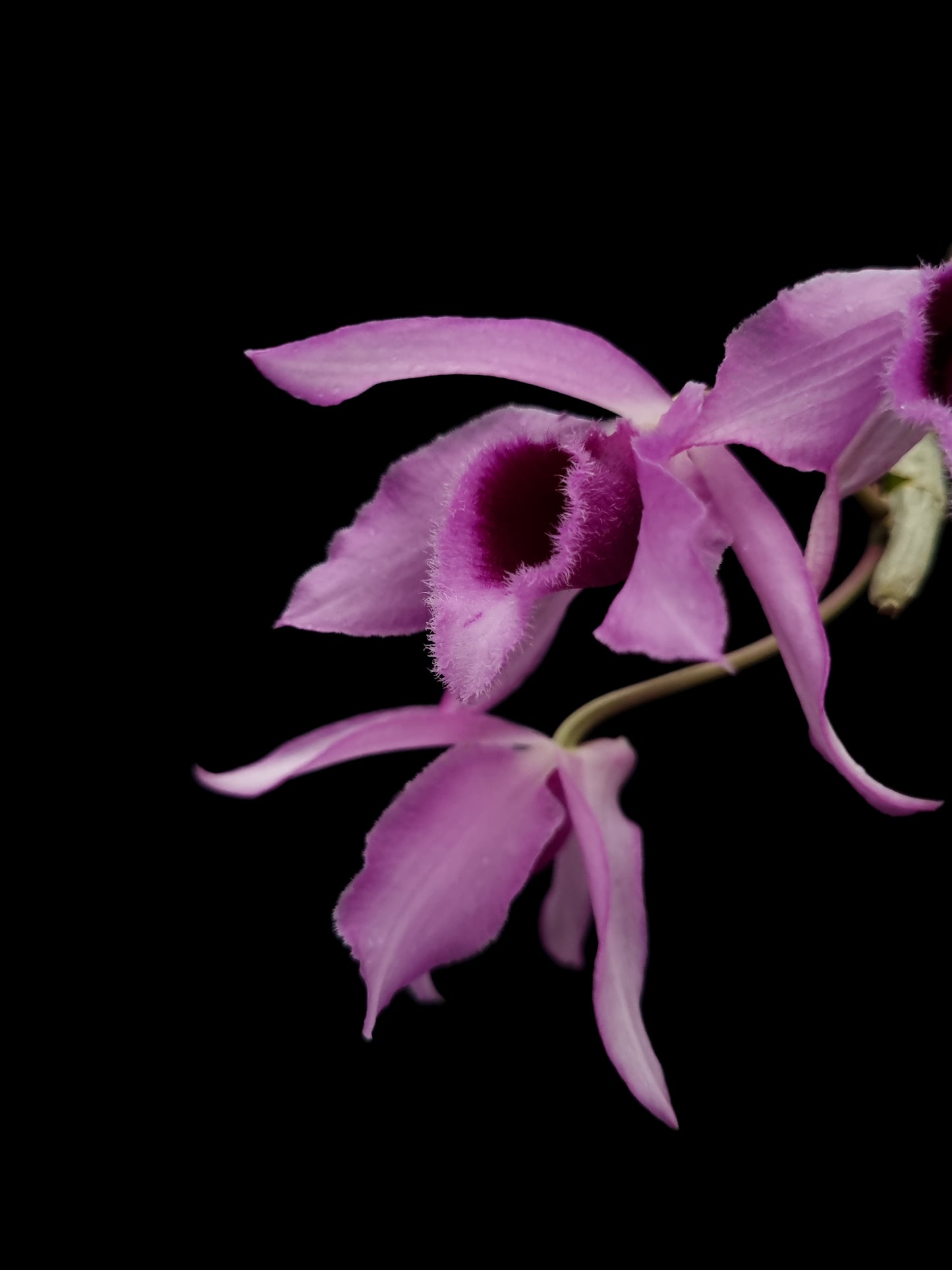 dendrobium anosmum fragrant orchid sale Singapore potted plant side view flowers
