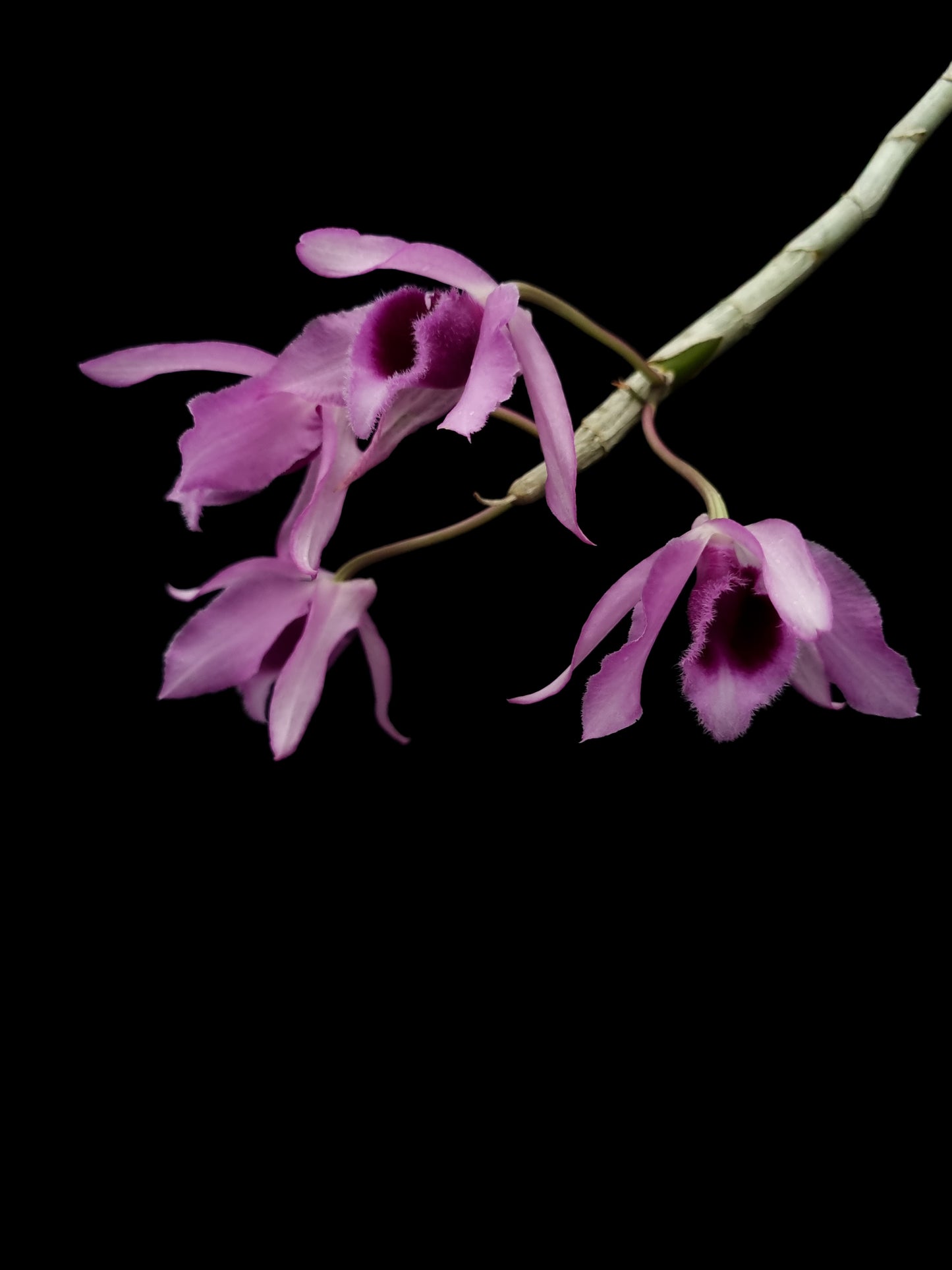 dendrobium anosmum fragrant orchid sale Singapore potted plant side view flowers