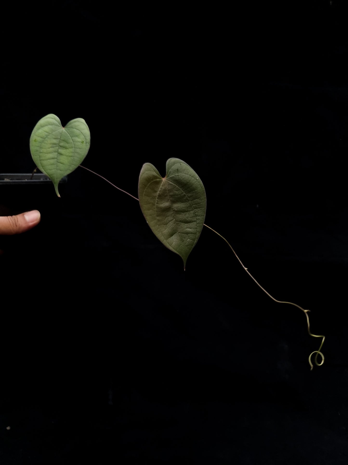 dioscorea sp. kalimantan iridescent climber sale Singapore potted plant