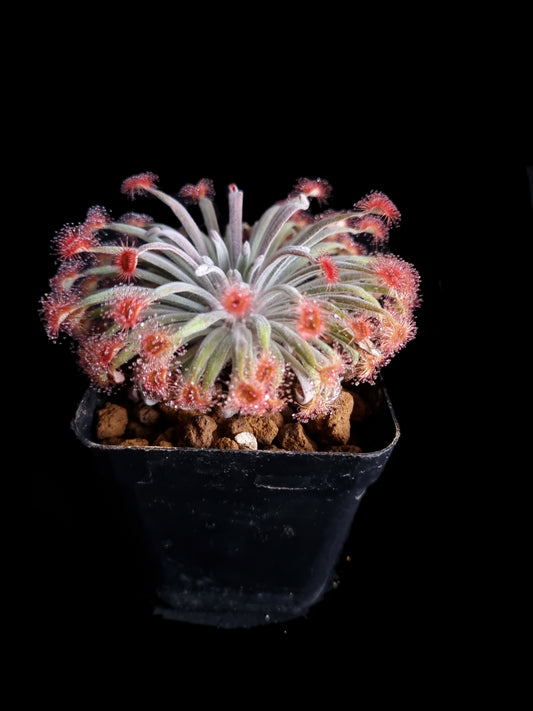 Drosera aff. ordensis 'Timber Creek'