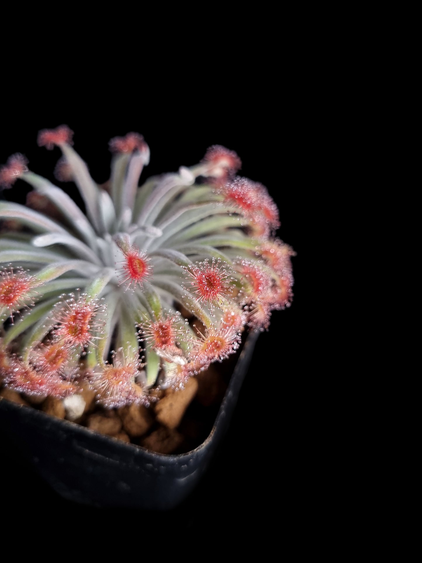 Drosera aff. ordensis 'Timber Creek'