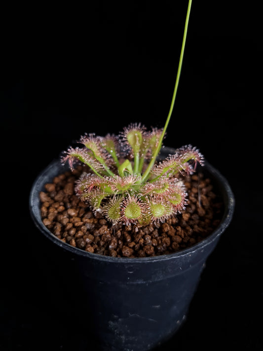 drosera capillaris var. alba sundew carnivorous plant sale Singapore
