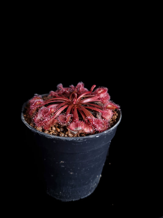 drosera kenneallyi sundew carnivorous plant sale Singapore