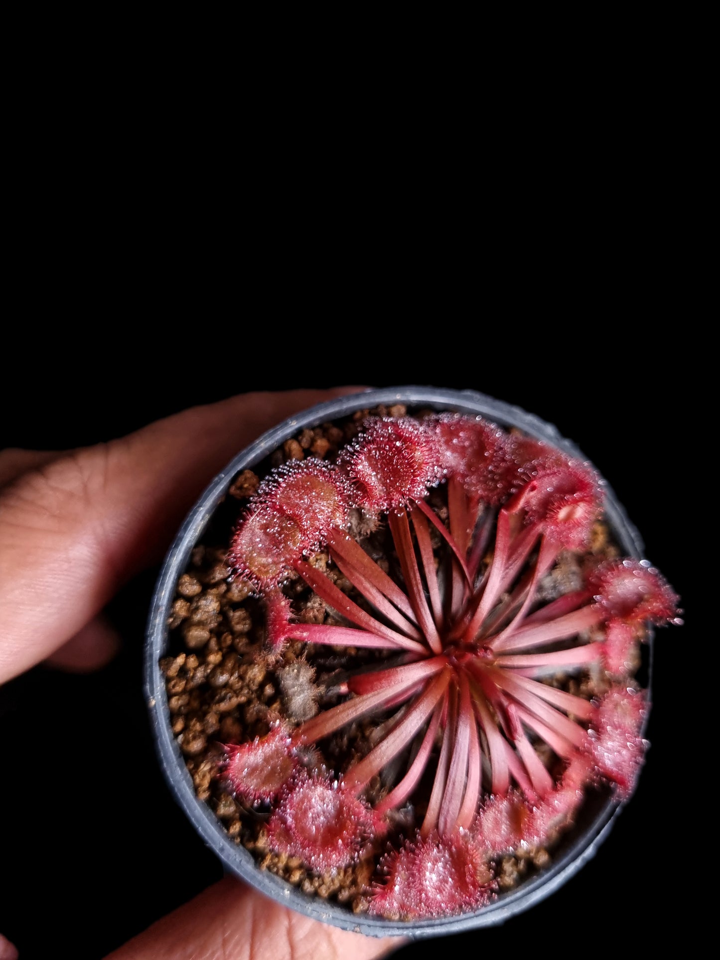 drosera kenneallyi sundew carnivorous plant sale Singapore