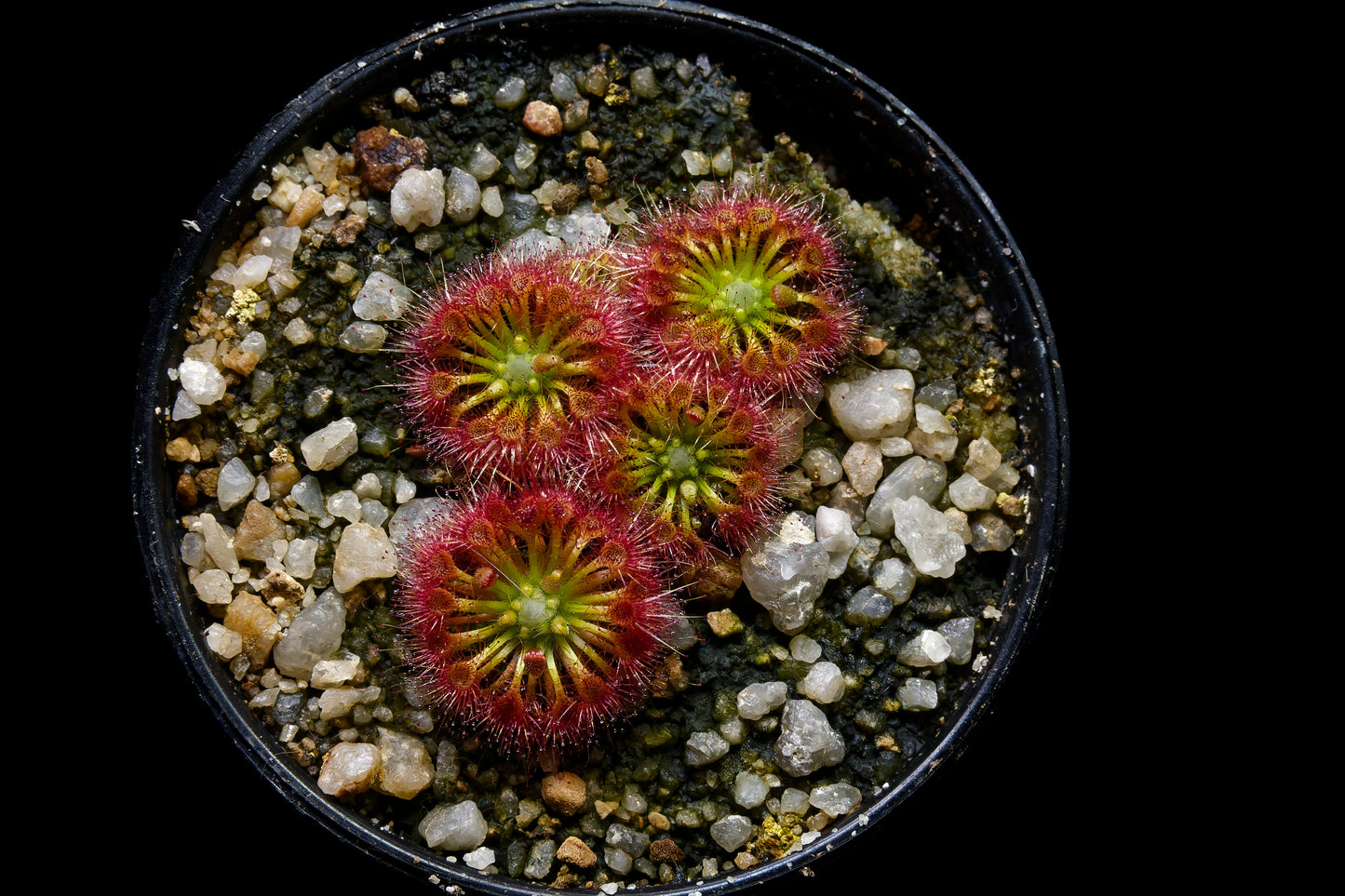 drosera nitidula pygmy sundew carnivorous plant potted plant Singapore