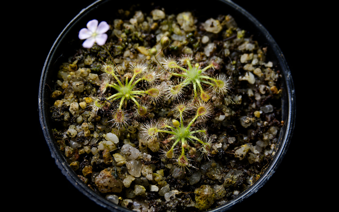 drosera omissa pygmy sundew carnivorous plant sale Singapore top view